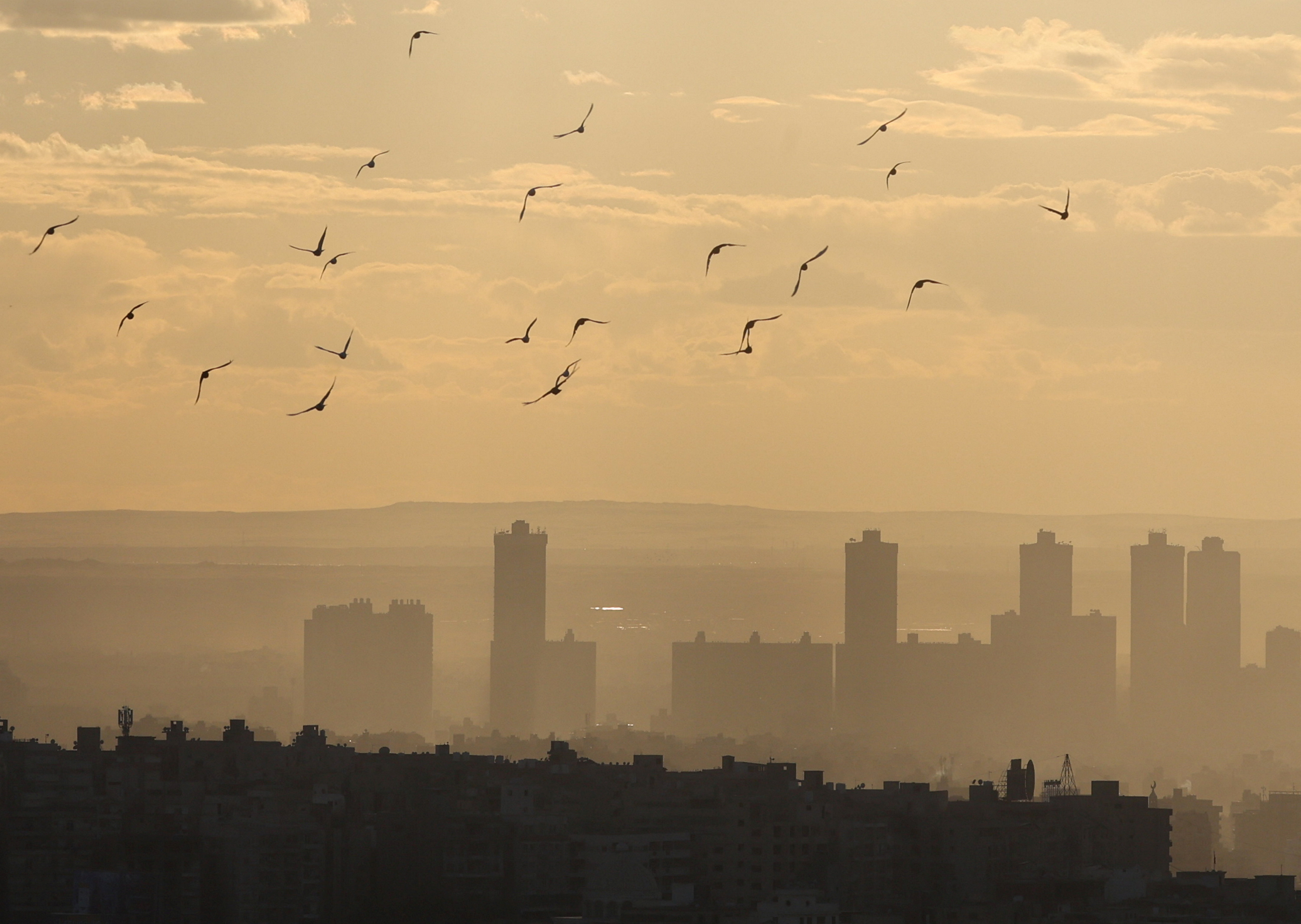 Birds fly during sunset with Cairo skyline visible in the background, during foggy cold weather