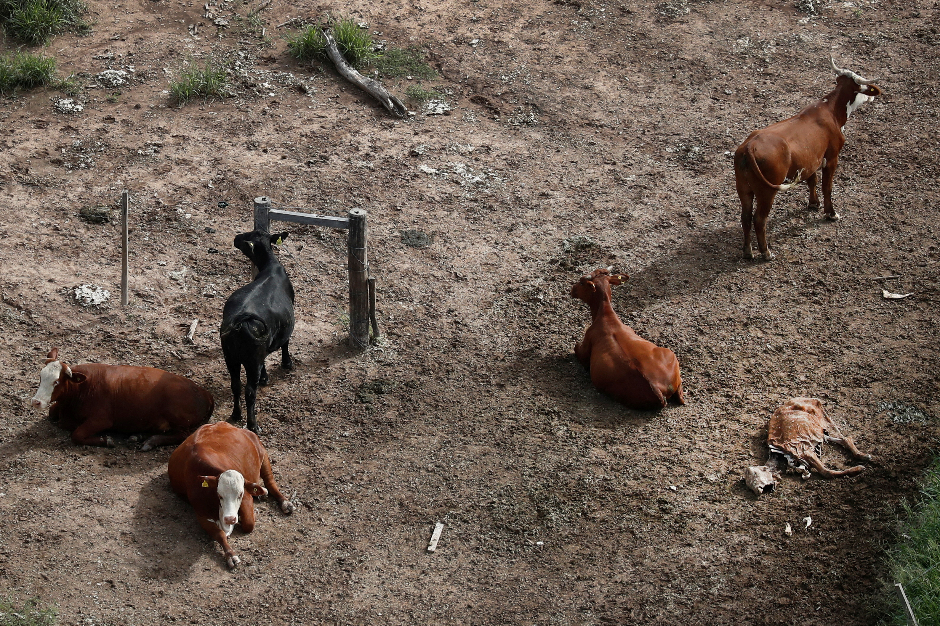 In remote Chaco in South America, deforestation disrupts natural rhythms