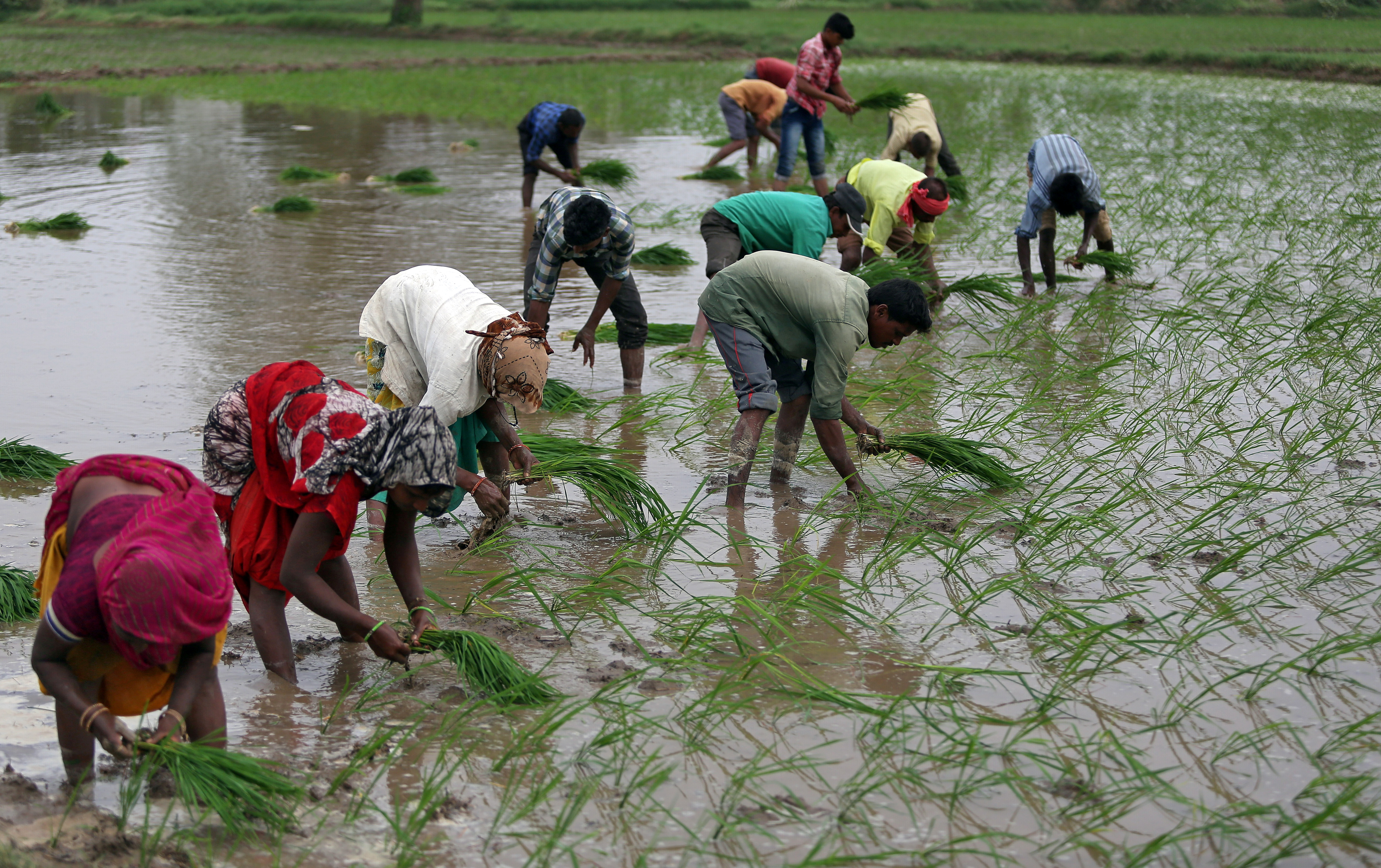 Farmers plant saplings in a rice field on the outskirts of Ahmedabad