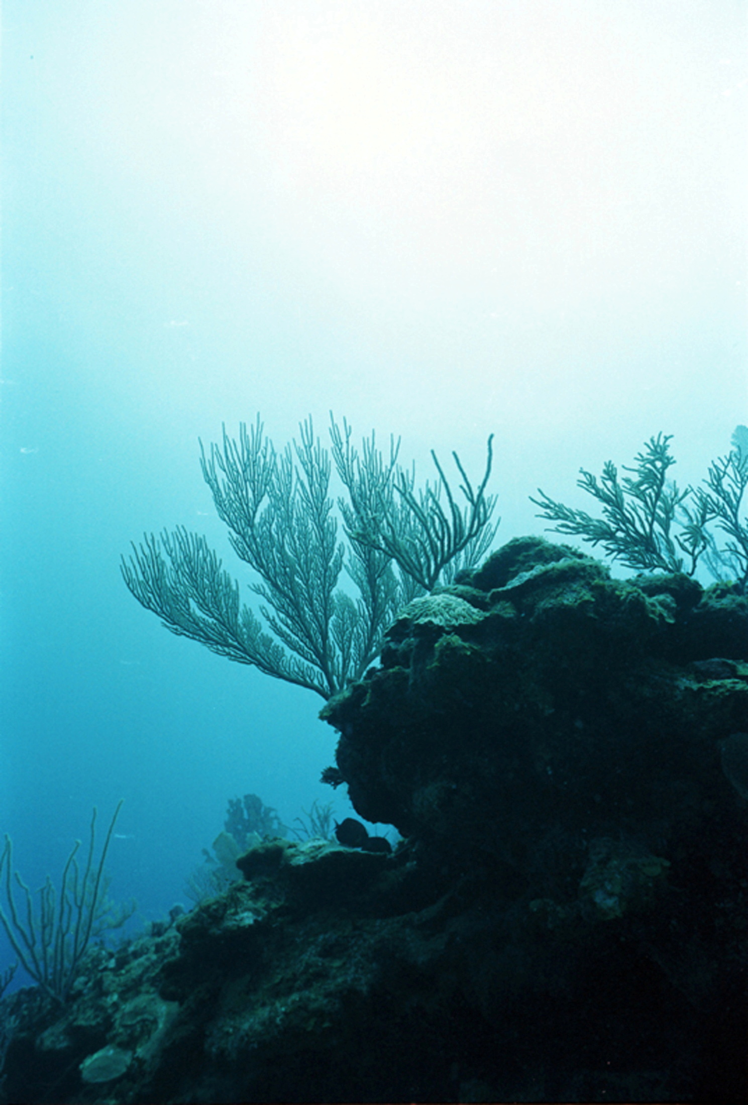 Coral reefs in Belize