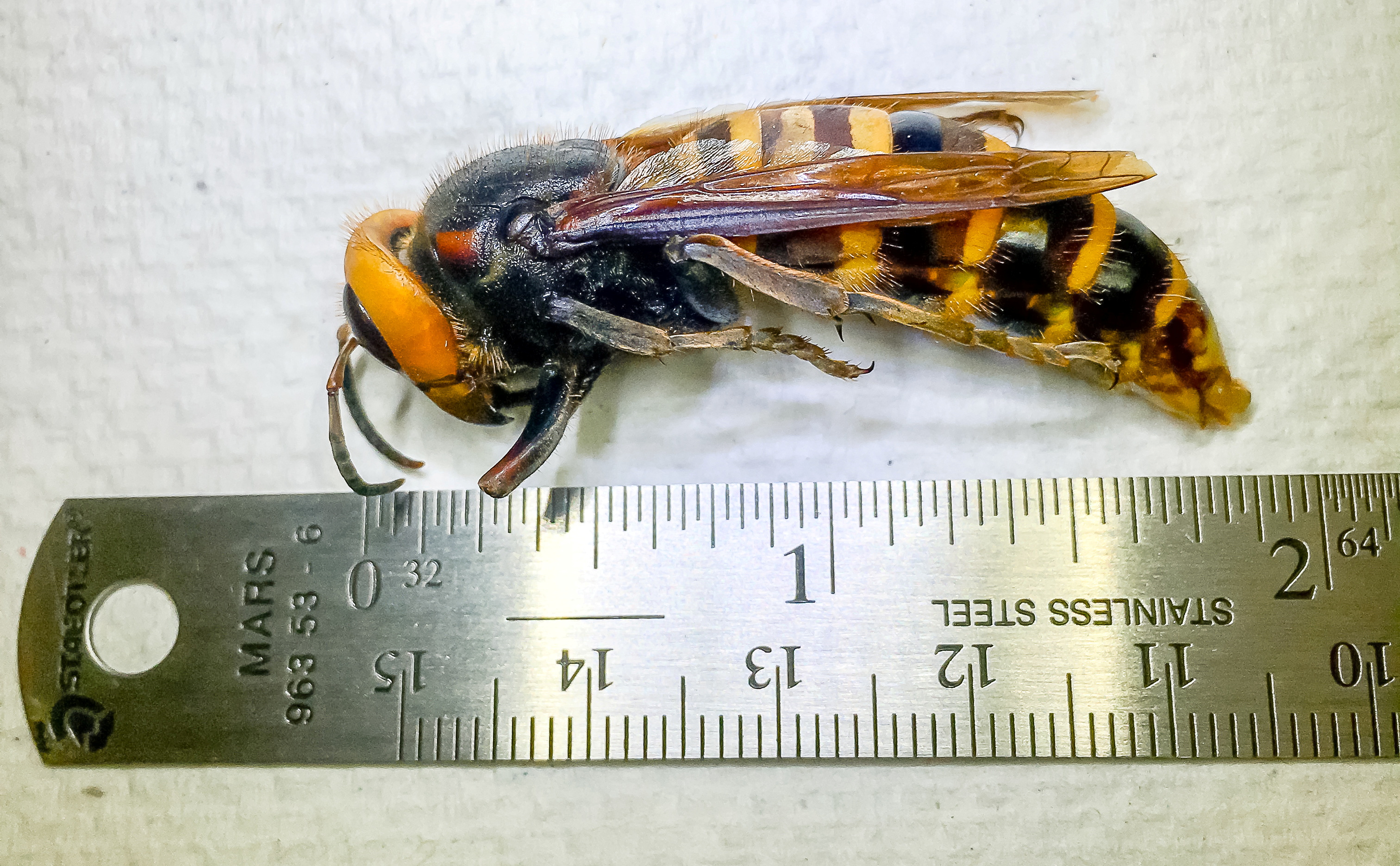 An Asian giant hornet, dubbed the 