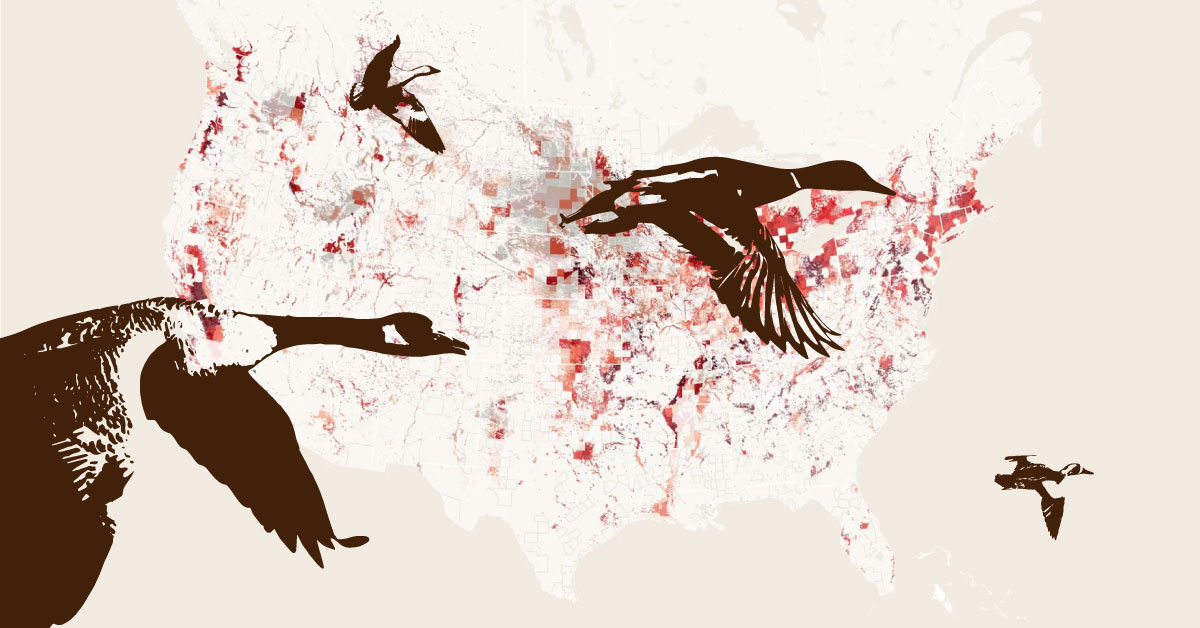 An illustrated bird flies over a map of the United States with data showing the migration path of the mallard duck.