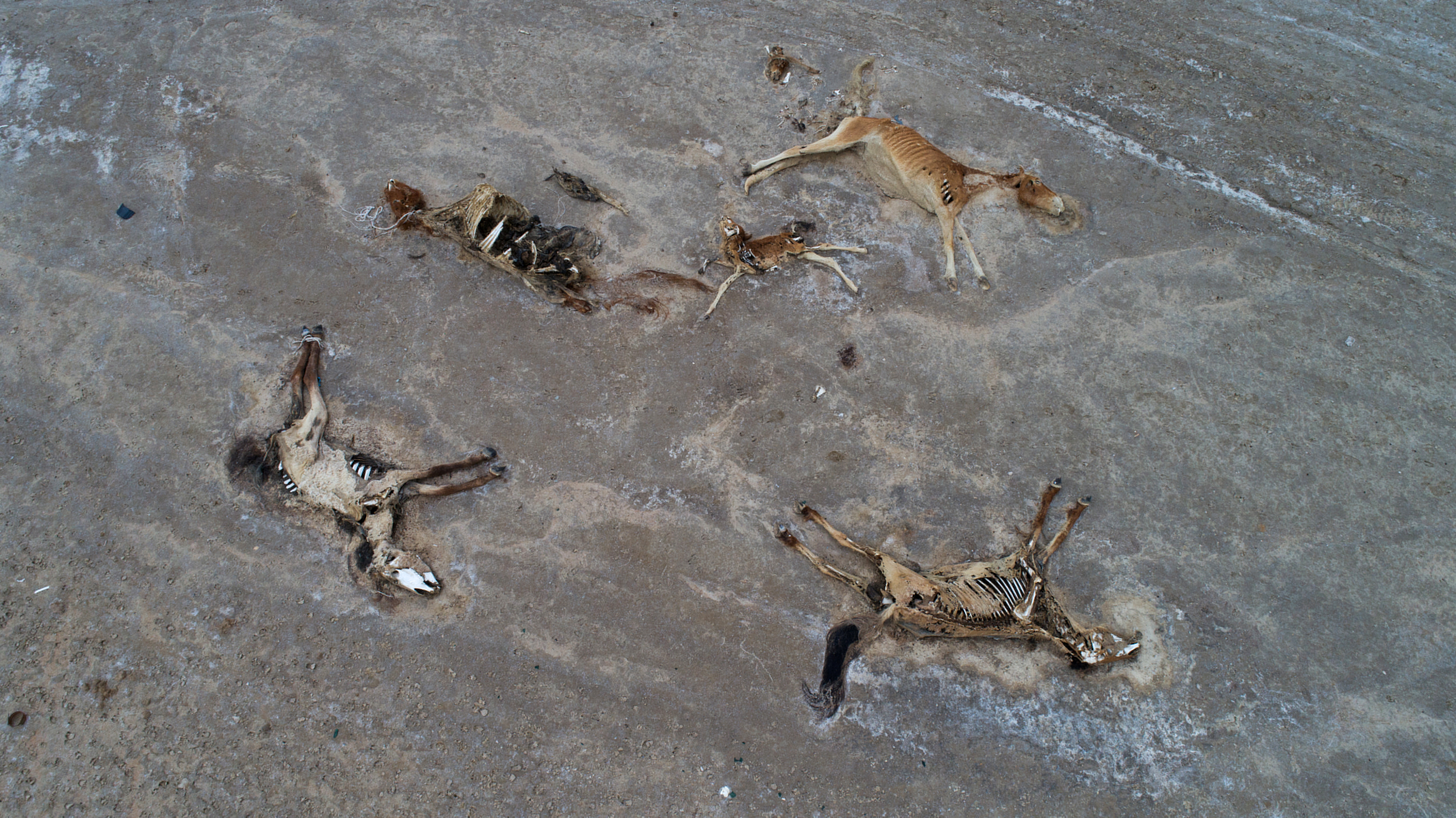 Heatwave turns already arid Kazakh steppe into mass grave for horses |  Reuters