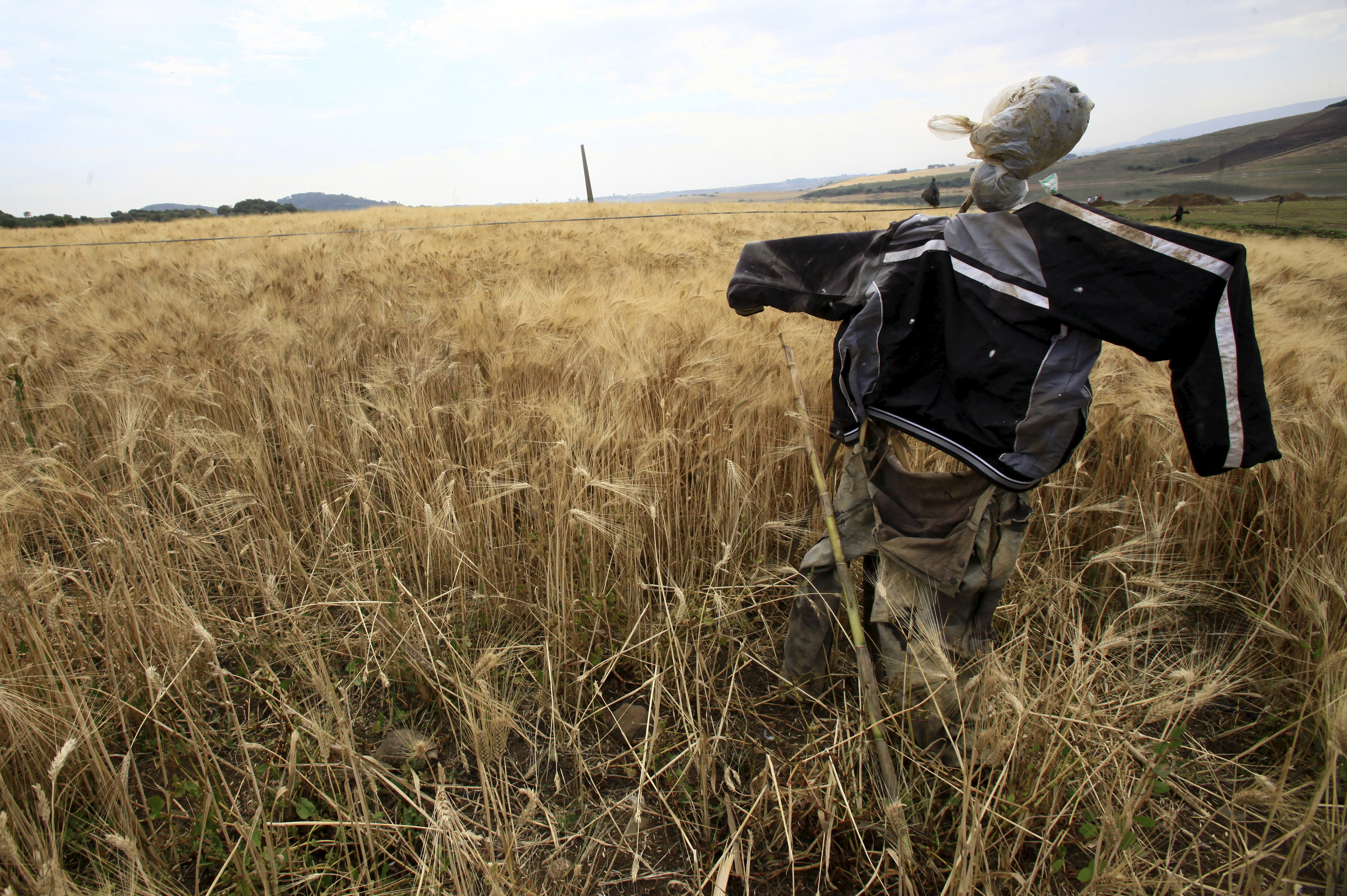 A scarecrow is seen at a wheat field in Tipaza