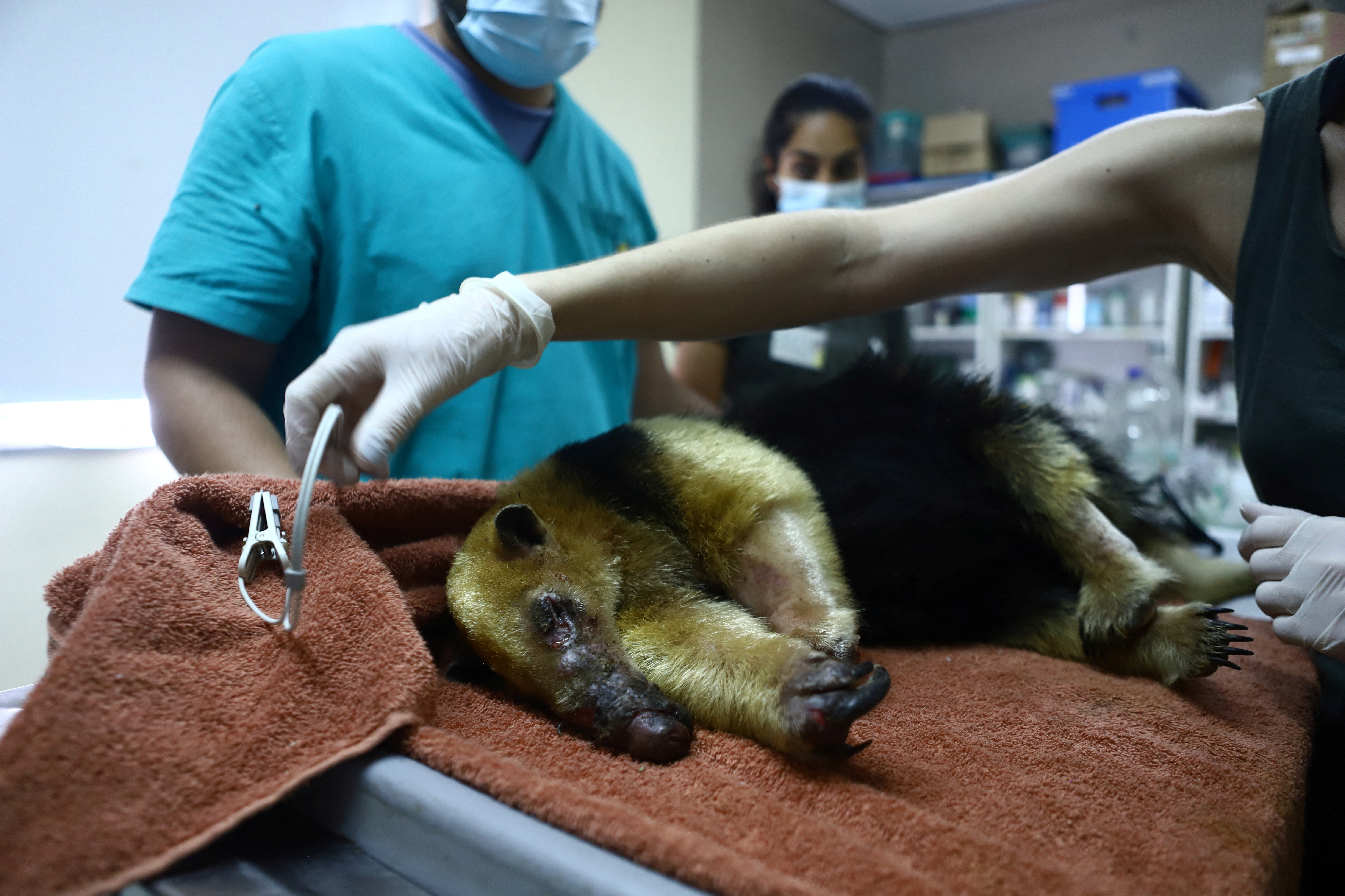 Animals injured during wildfire receive treatment, in Paso de la Patria