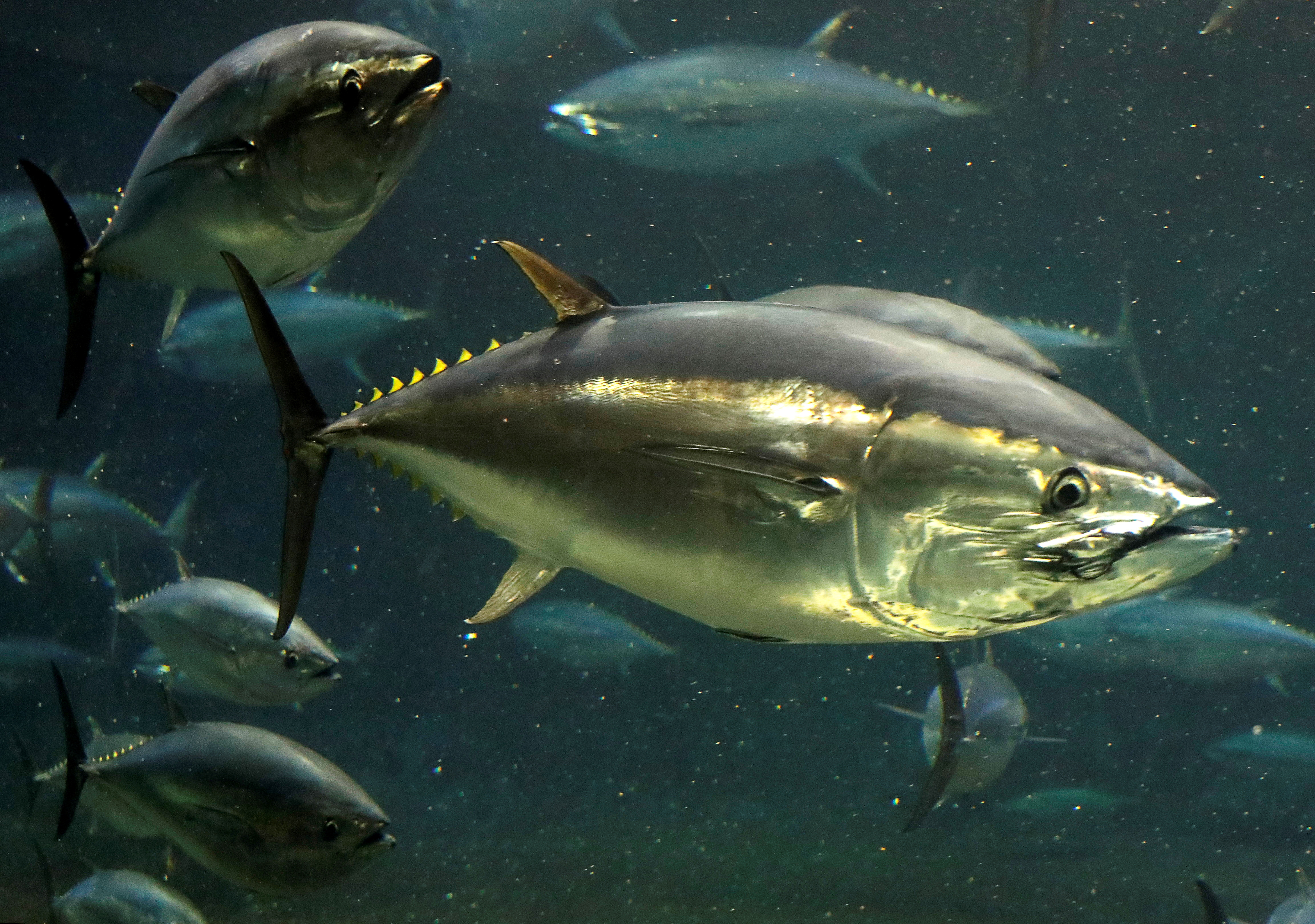 Bluefin tunas swim in a tank at the Tokyo Sea Life Park in Tokyo