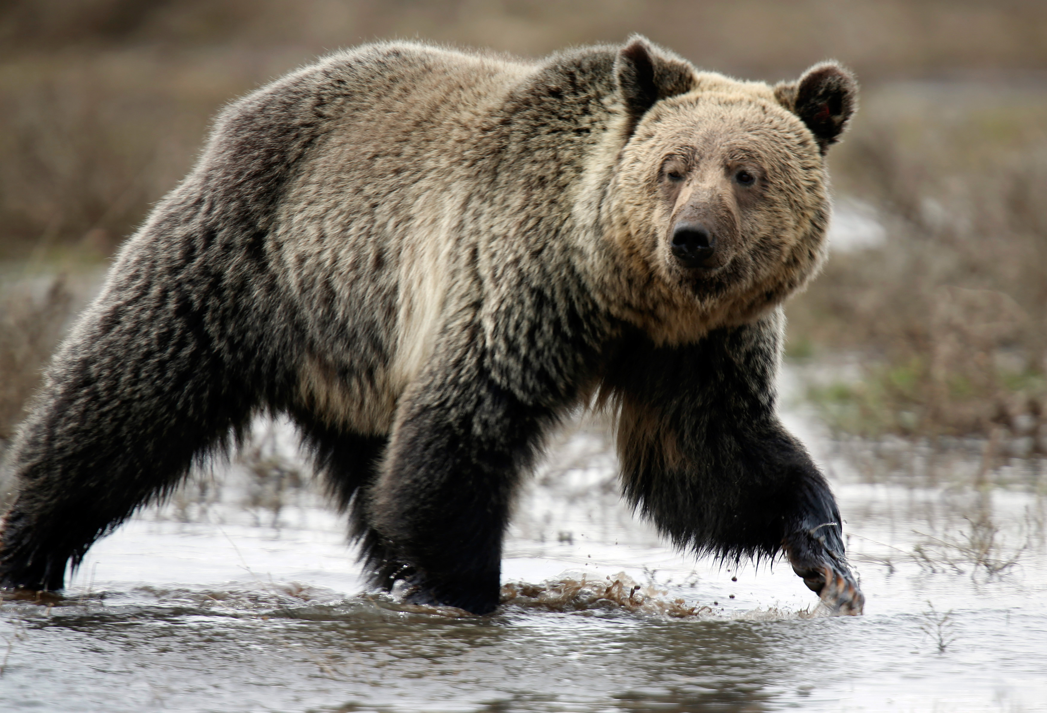 Montana petitions USFWS to delist NCDE grizzly bears