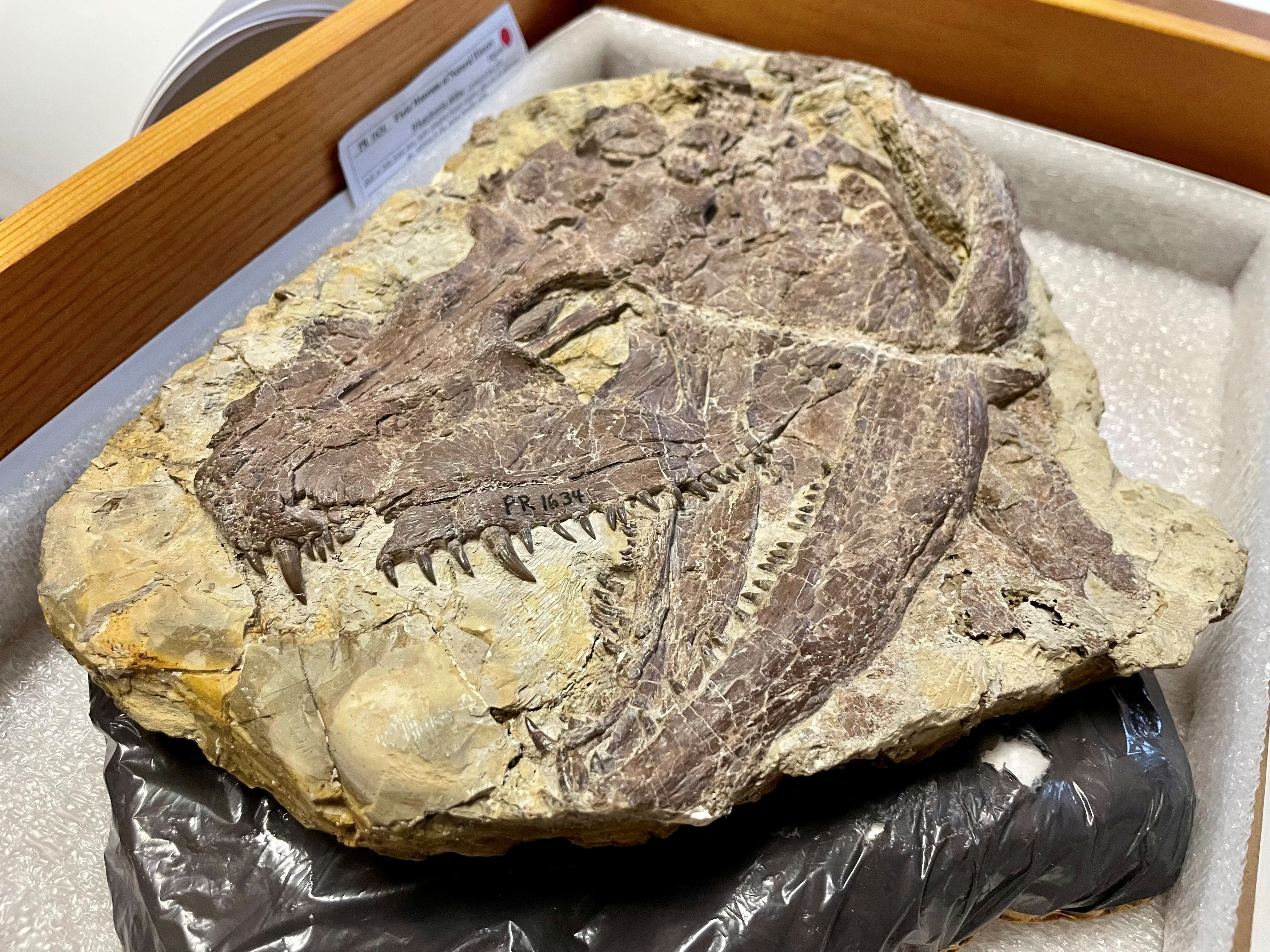 The skull of the large early tetrapod and apex predator Whatcheeria