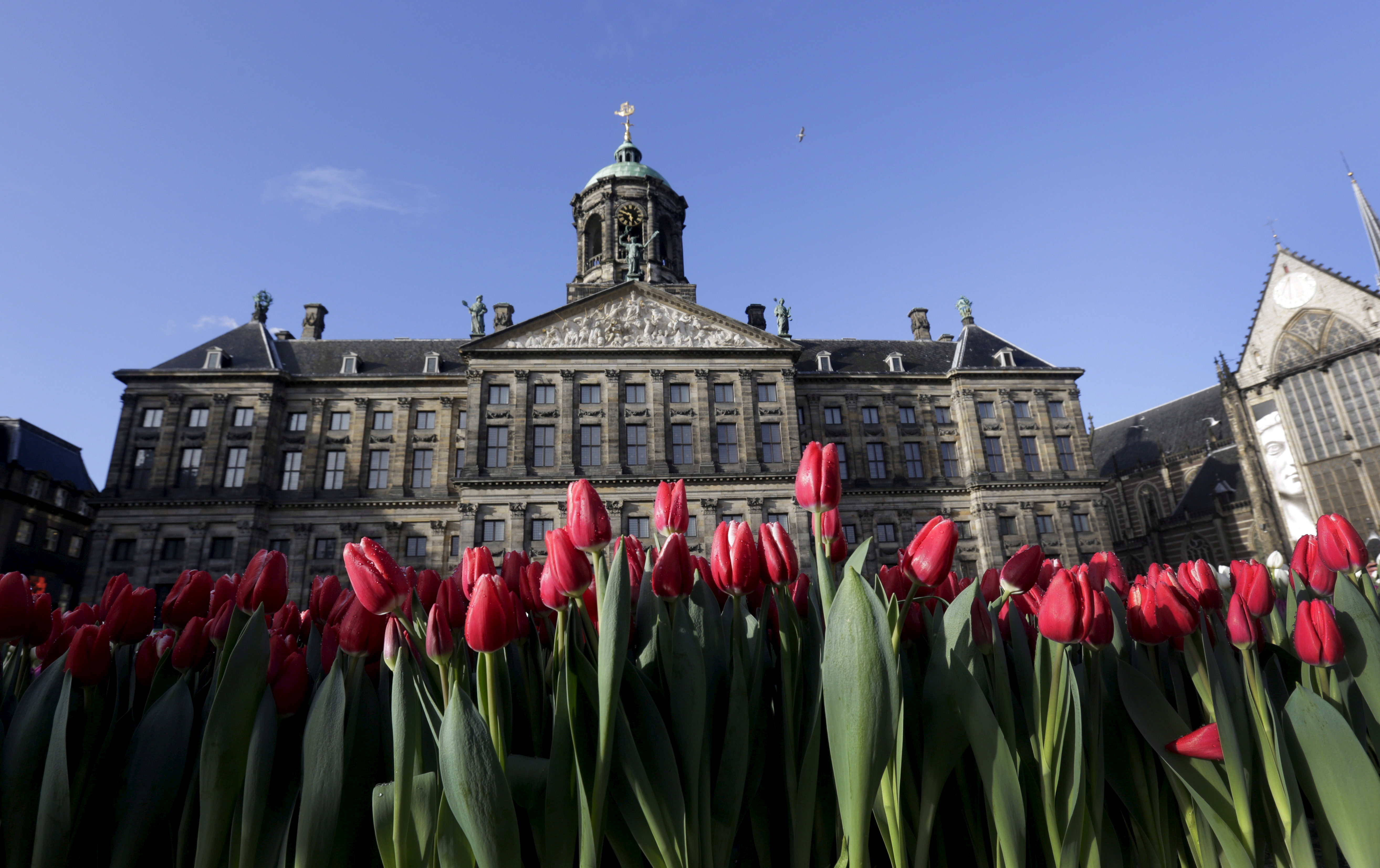 Tulips are seen placed in front of the Royal Palace at the Dam Square to celebrate the beginning of the tulip season in Amsterdam