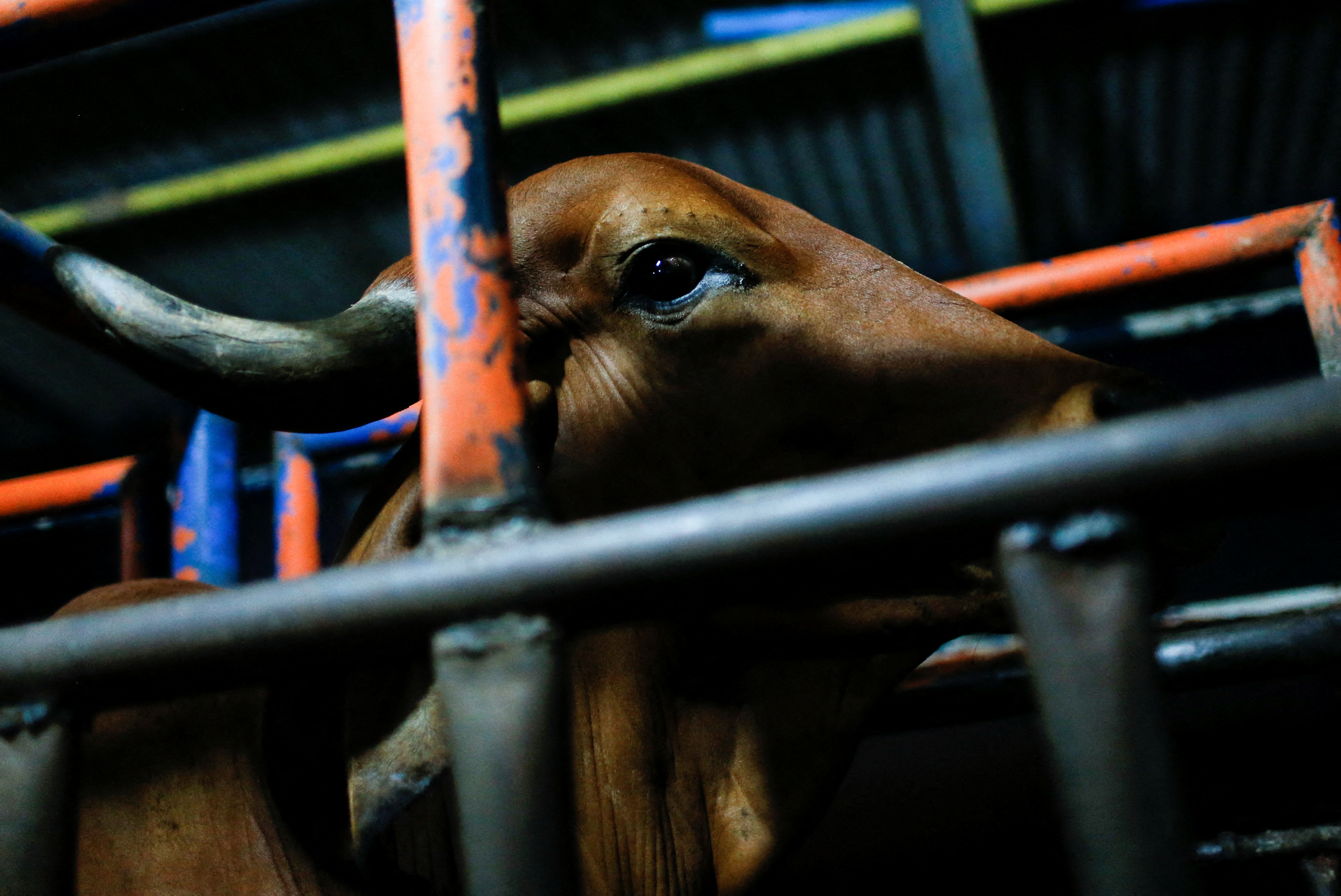 A cow stands in a milking pen at a cattle farm, in Barinas, Venezuela January 11, 2022. Picture taken January 11, 2022. REUTERS/Leonardo Fernandez Viloria