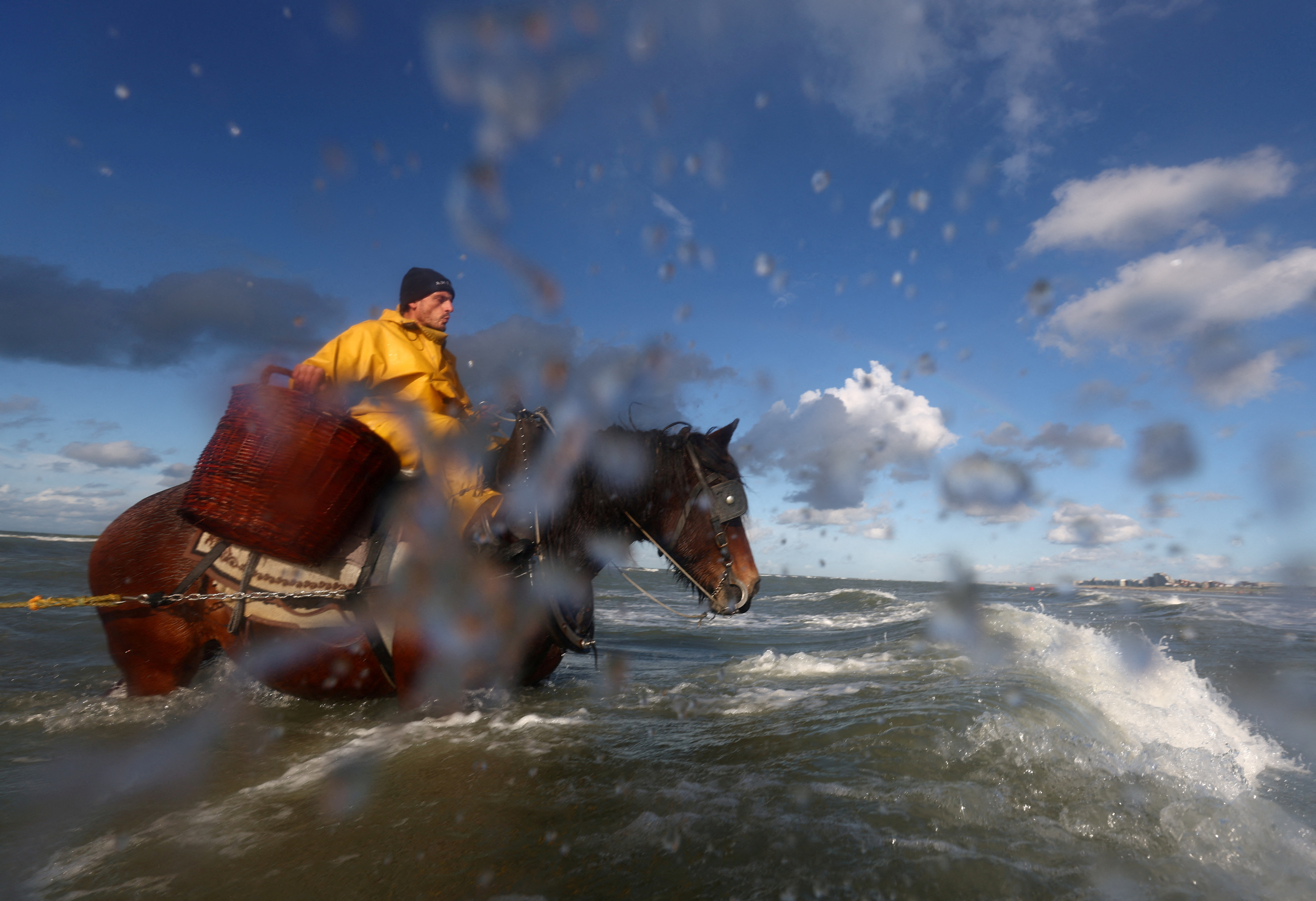 Shrimp fishing on horseback in the sea, in the Belgian coastal town of Oostduinkerke