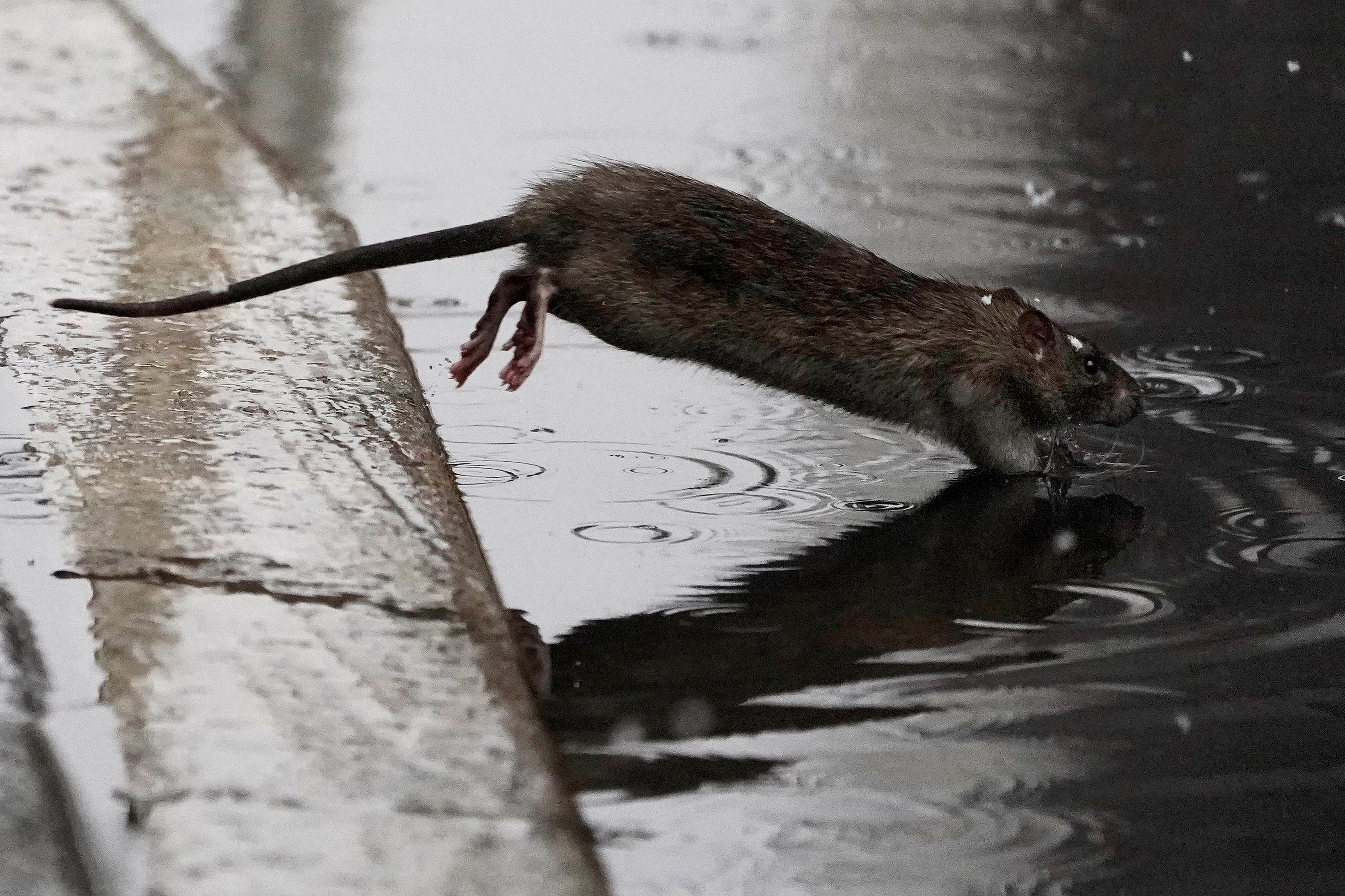 A rat jumps into a puddle in the snow in the Manhattan borough of New York City