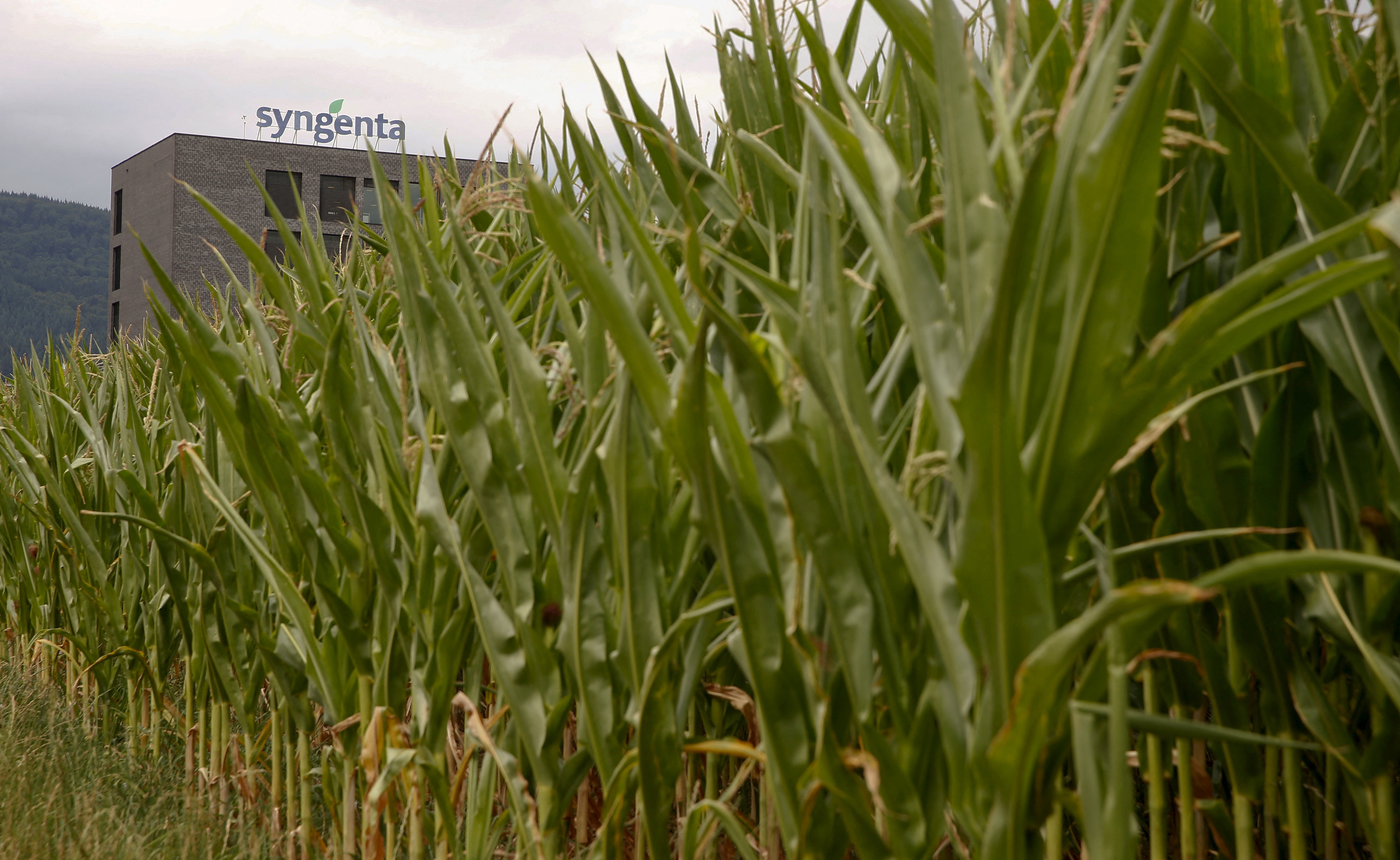 Corn grows on a field in front of a plant of Swiss agrochemicals maker Syngenta in the northern Swiss town of Stein
