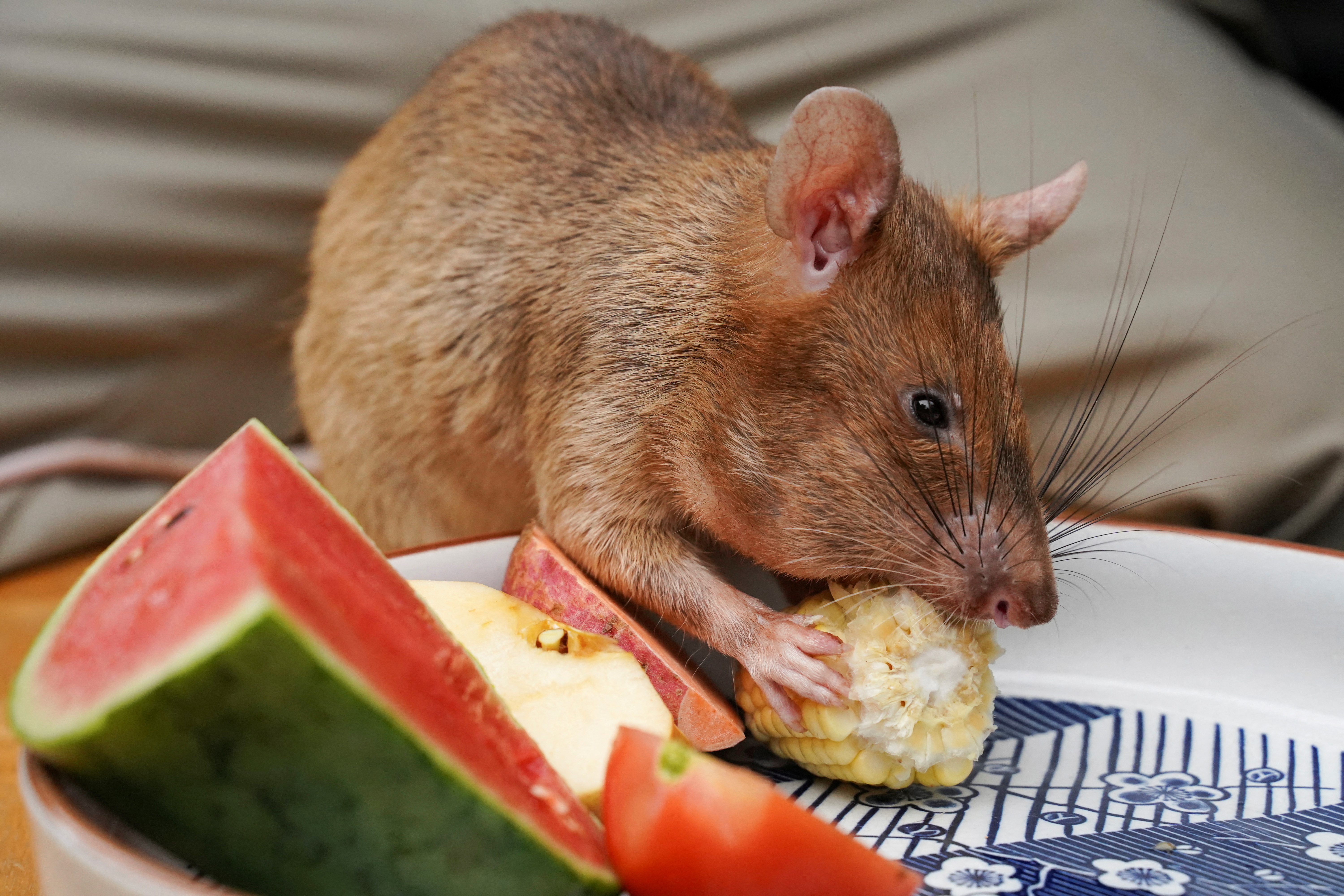 Магава, недавно вышедшая на пенсию крыса для поиска наземных мин, ест кукурузу в туристическом центре APOPO в Сием-Рипе, Камбоджа, 10 июня 2021 г. REUTERS/Cindy Liu