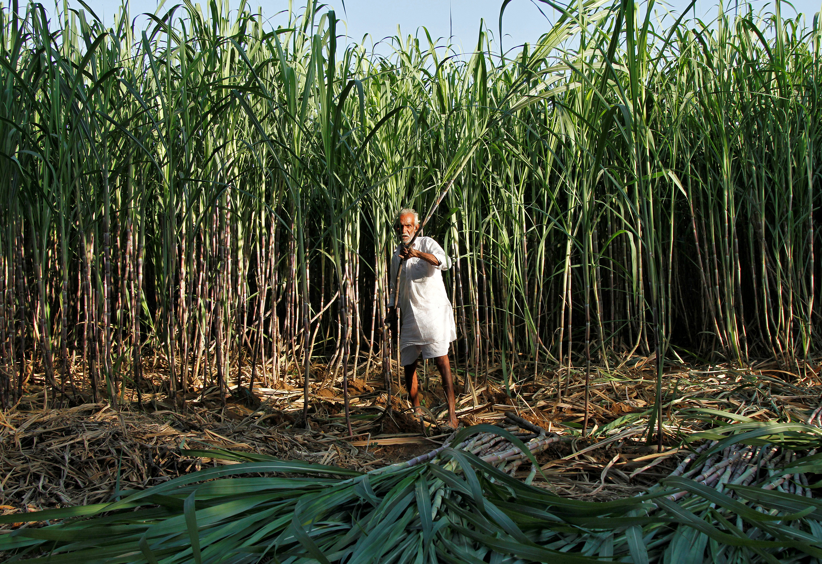 A farmer harvests sugarcane in his field at Motisir village
