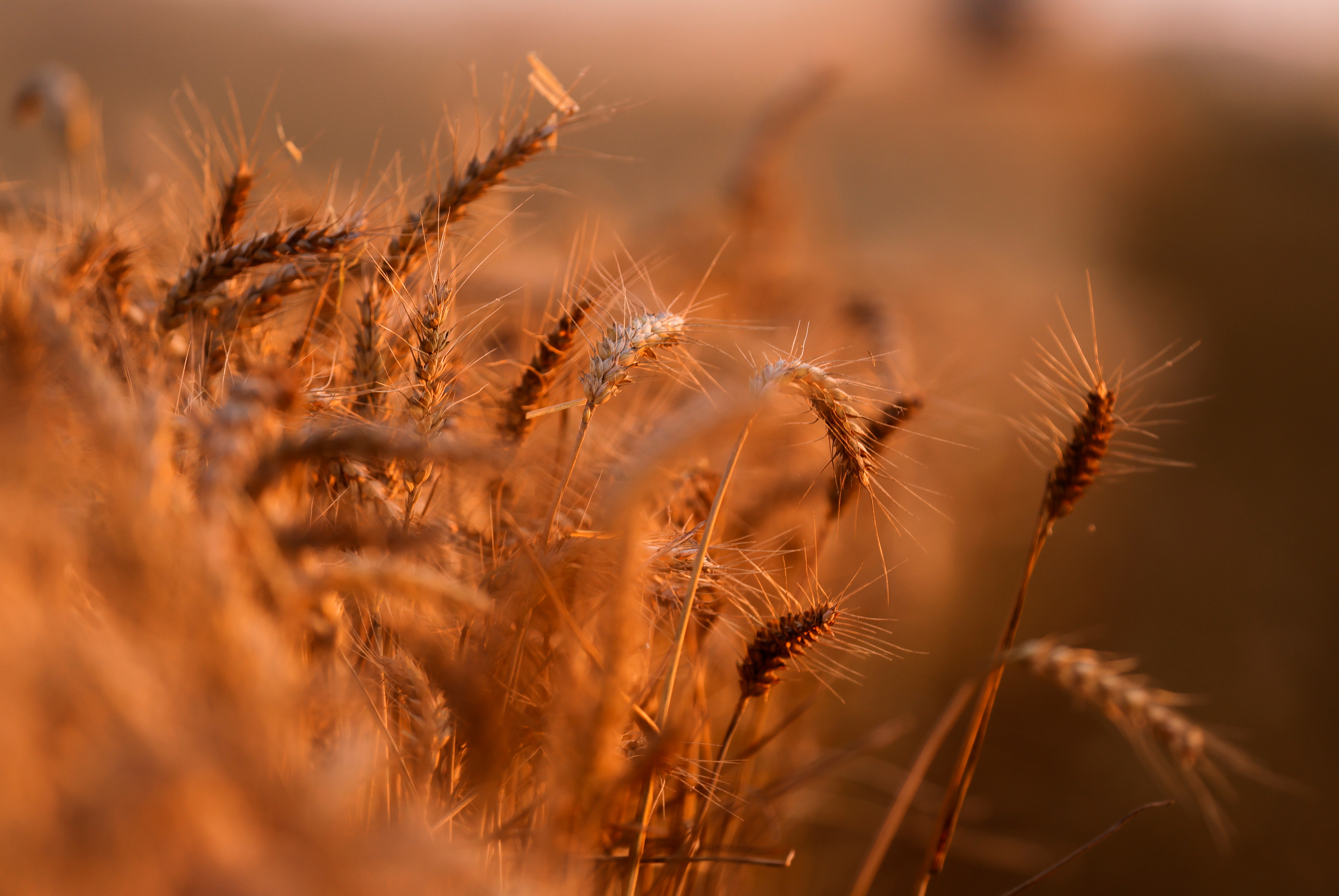 Ears of wheat are seen during sunset in a field in Thun-L'Eveque