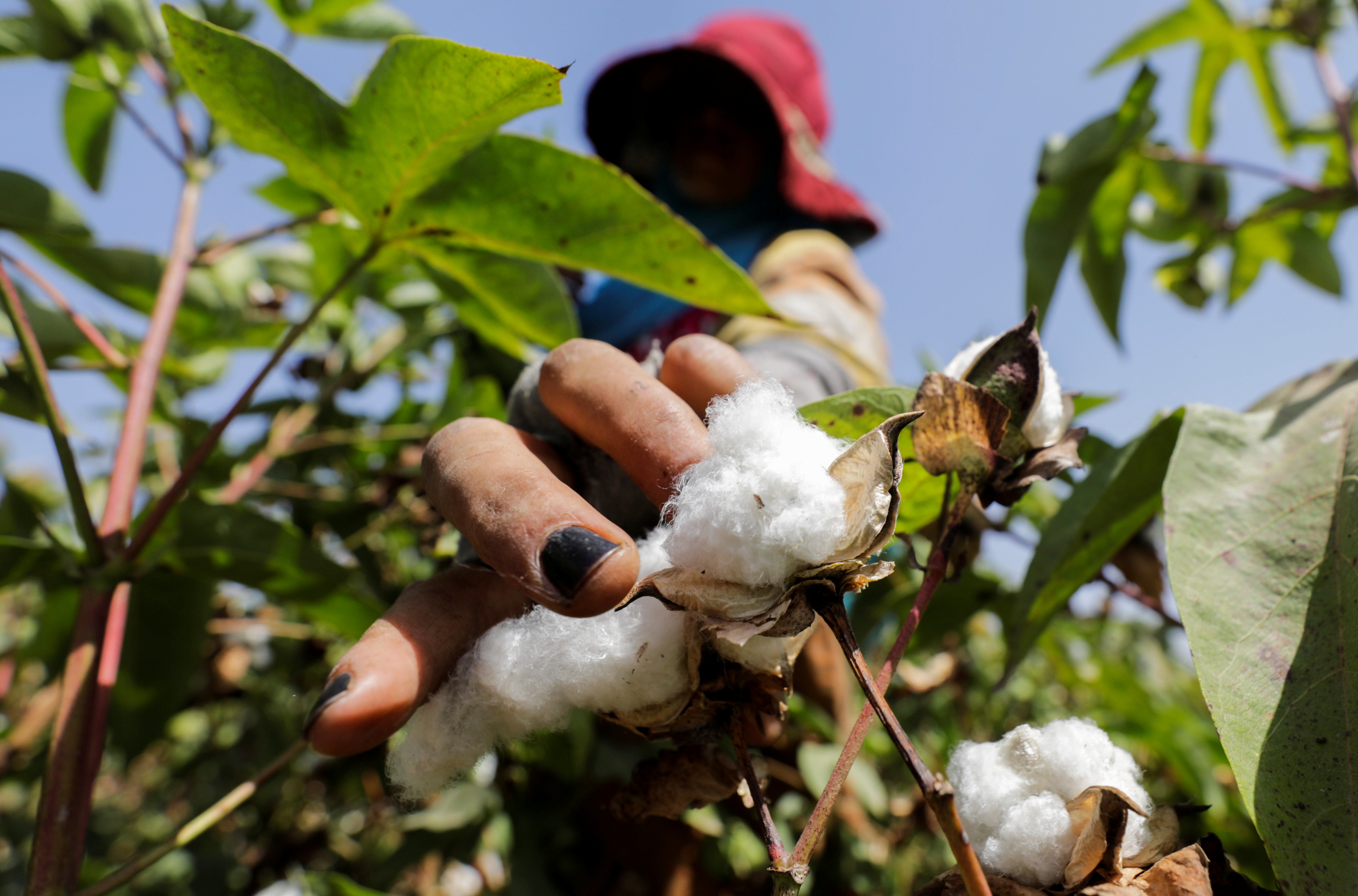 Cotton boost: Farmers welcome new producer price