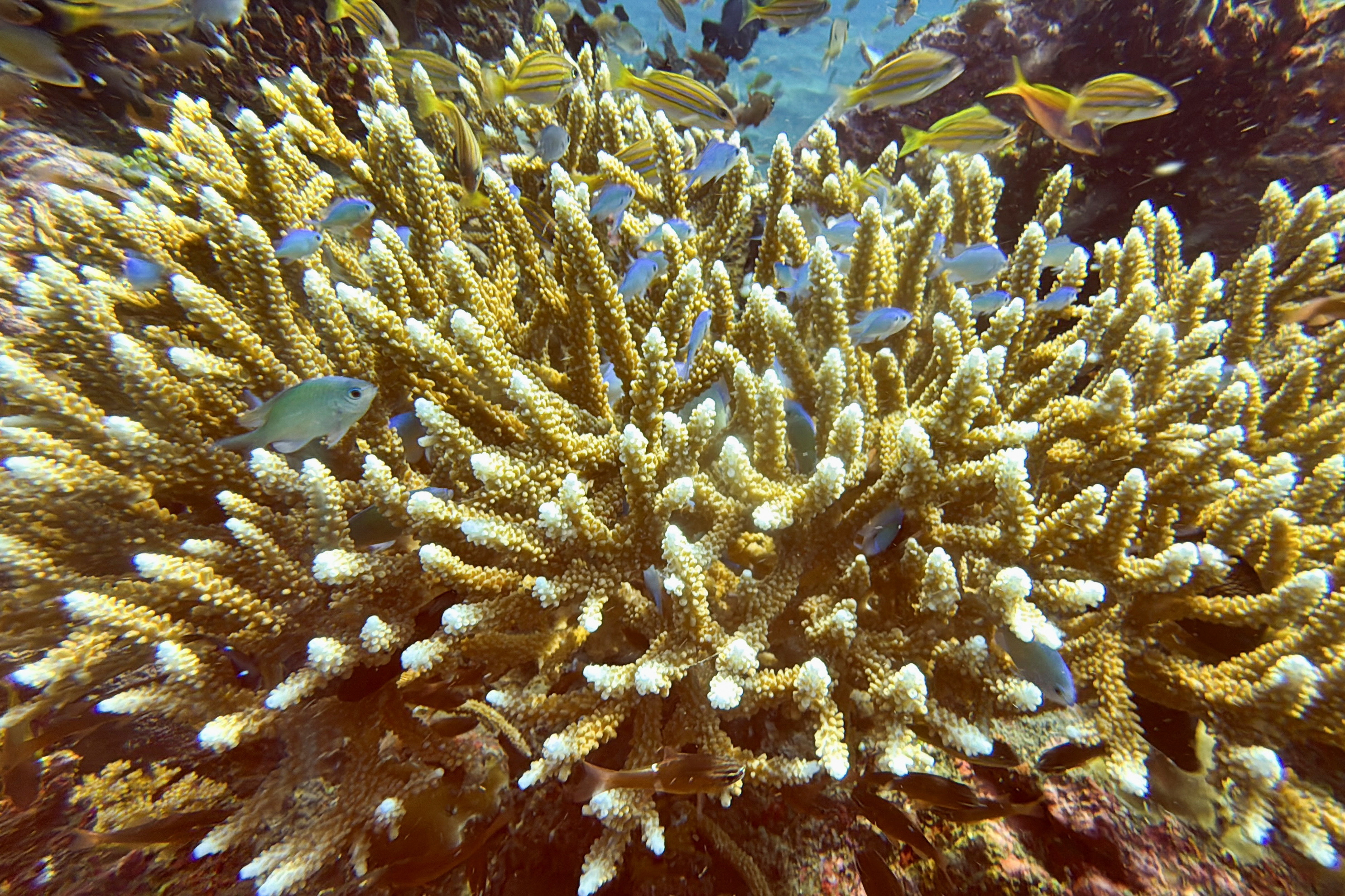 Coral bleaching in Bali