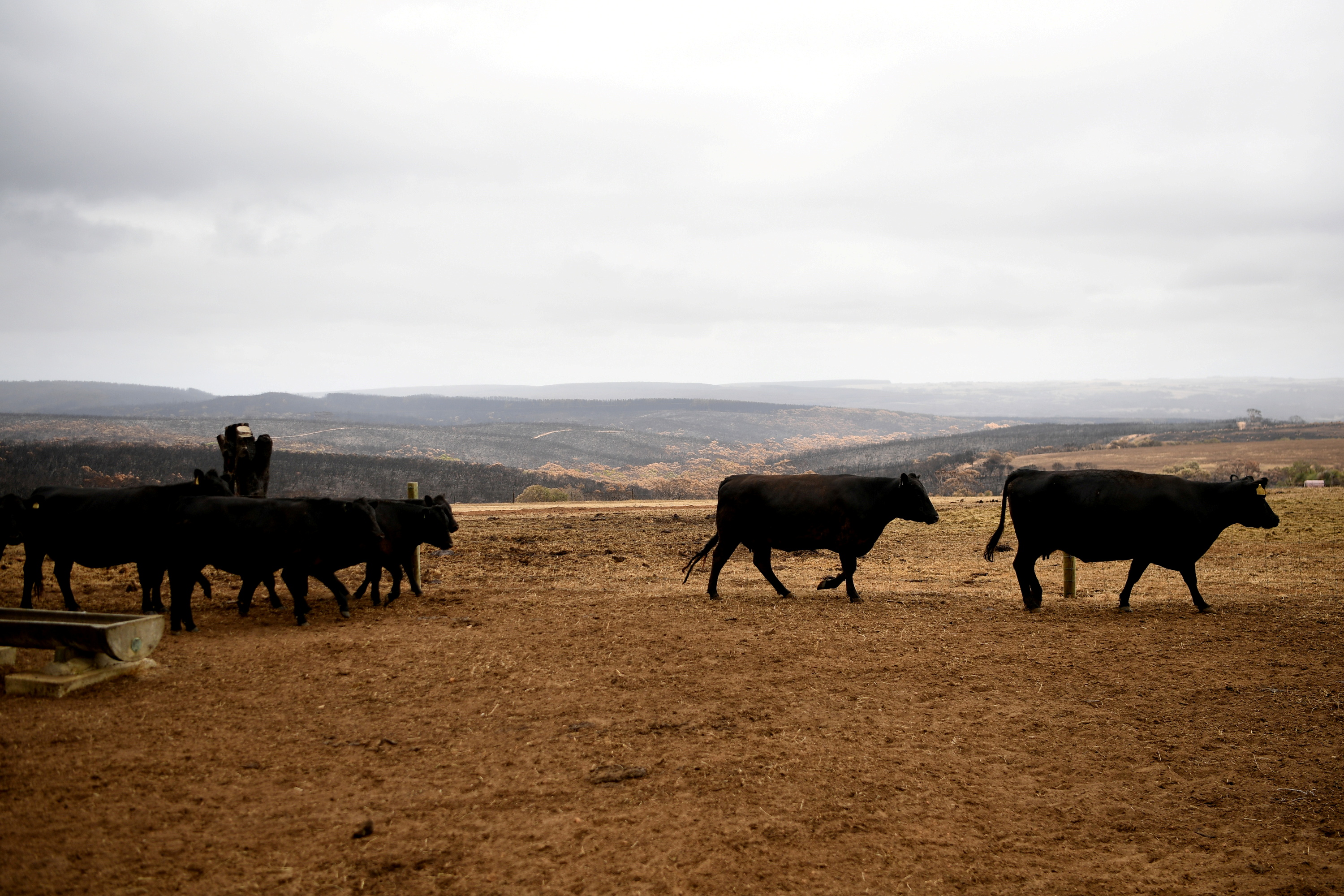 Cattle at a farm on Kangaroo Island, Australia January 20, 2020. Picture taken January 20, 2020. REUTERS/Tracey/File Photo