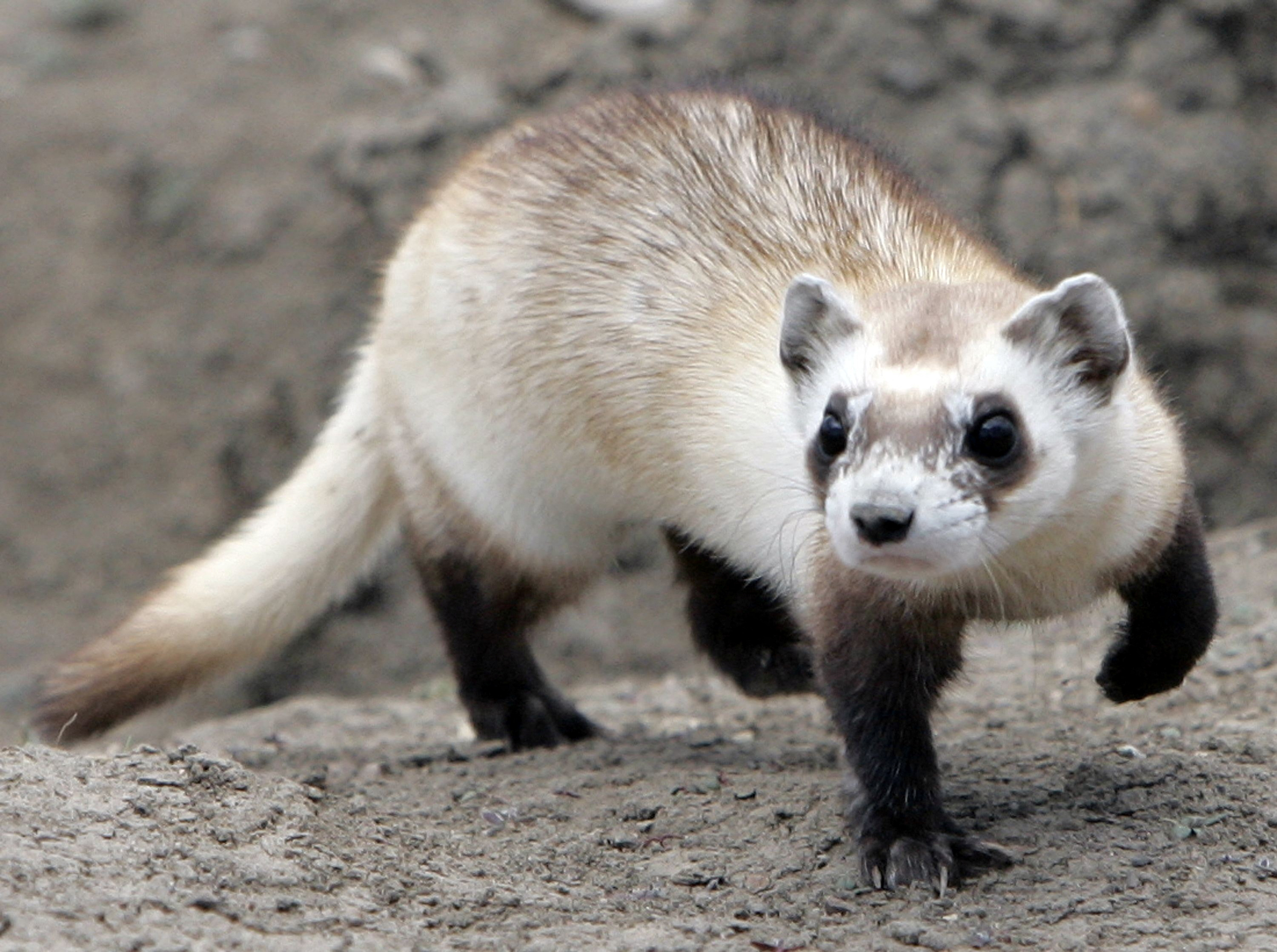 Mothra, a female black-footed ferret waits for pieces of prairie dog to be delivered to eat at the National Black-footed Ferret Conservation Center in Wellington