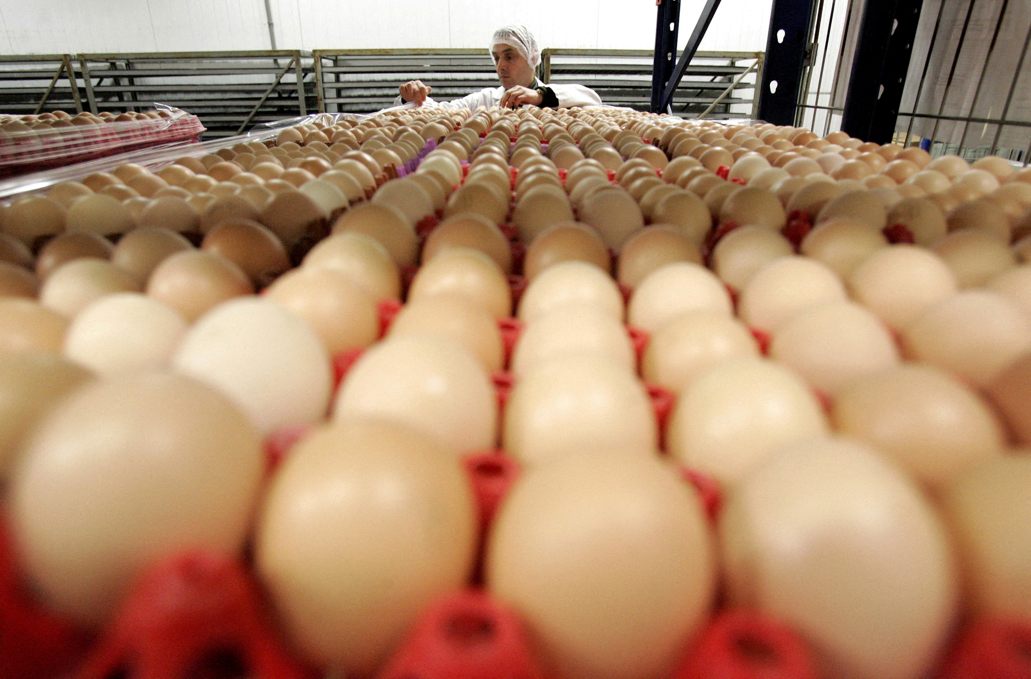 An employee of a poultry farm examines eggs in Volnay, western France February 23, 2006. [Further ca..