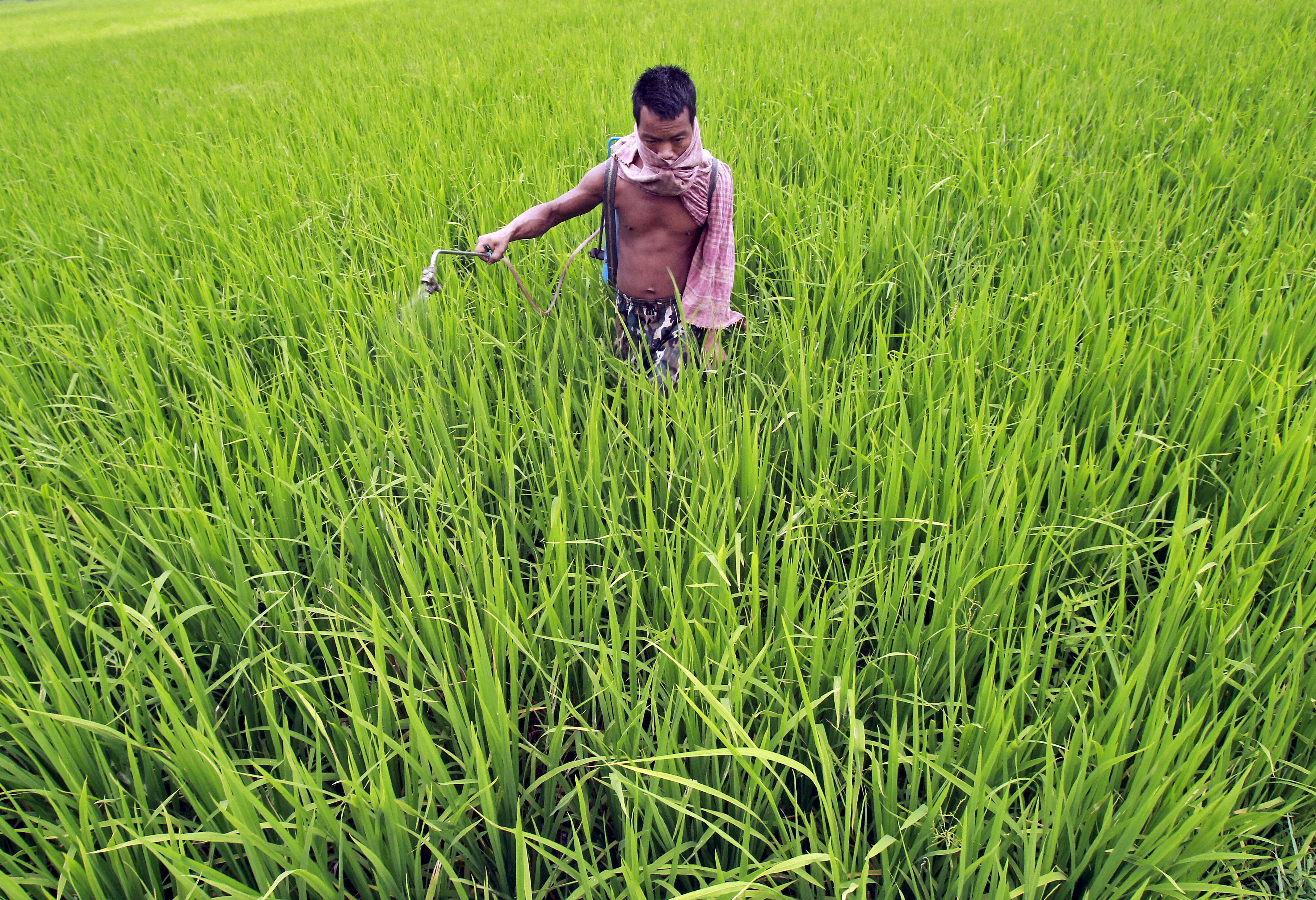 A farmer sprays fertilizer on a paddy field on the outskirts of Agartala