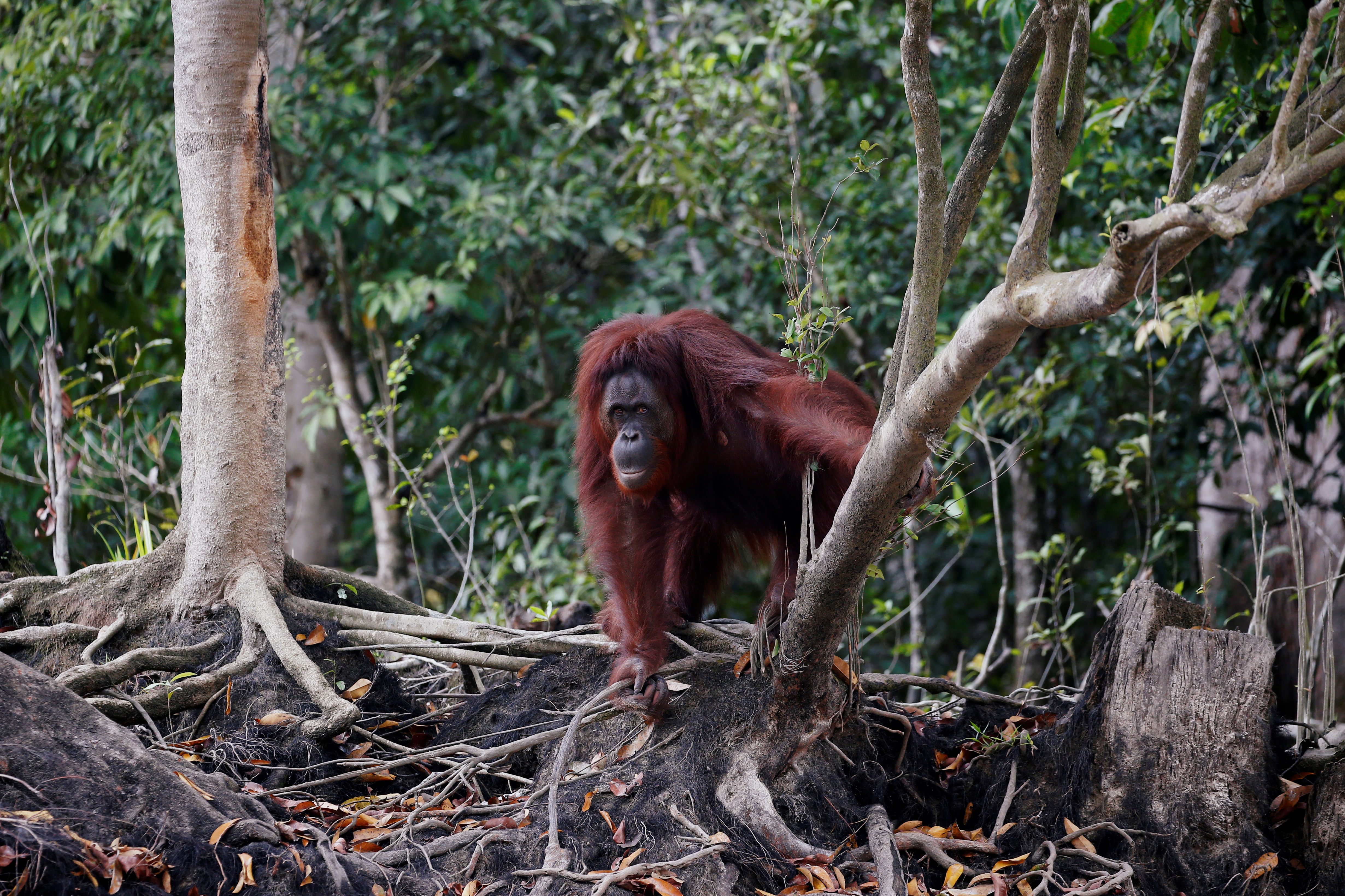 An orangutan is pictured in Central Kalimanta province, Indonesia.