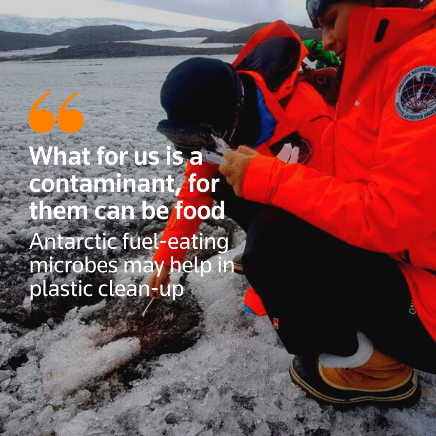 Los microbios que comen combustible en la Antártida pueden ayudar en la limpieza de plásticos