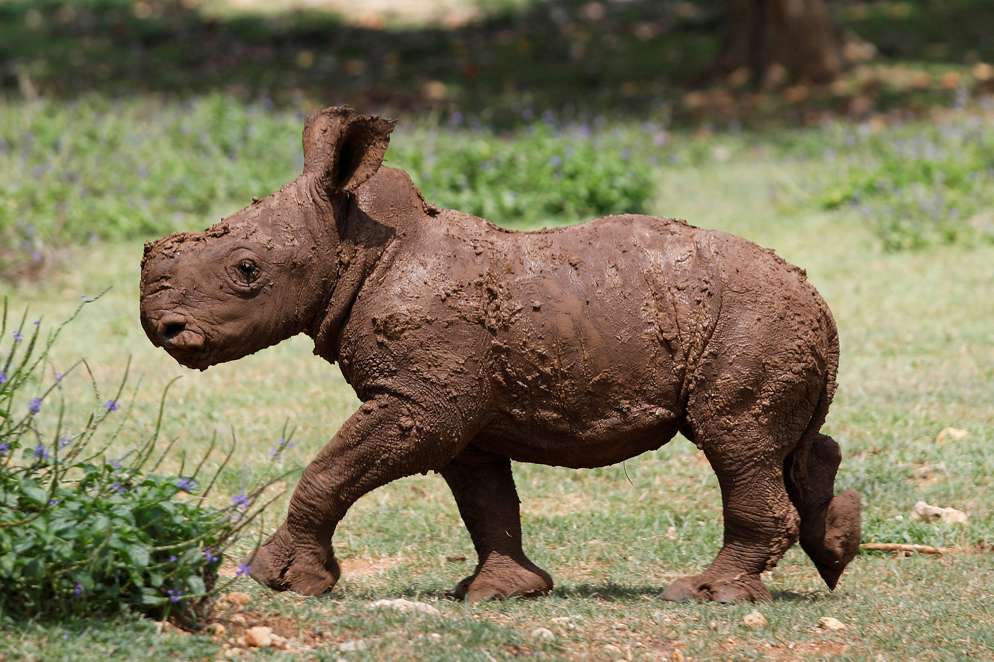Cuba's National Zoo introduces first white rhinoceros born in the park.