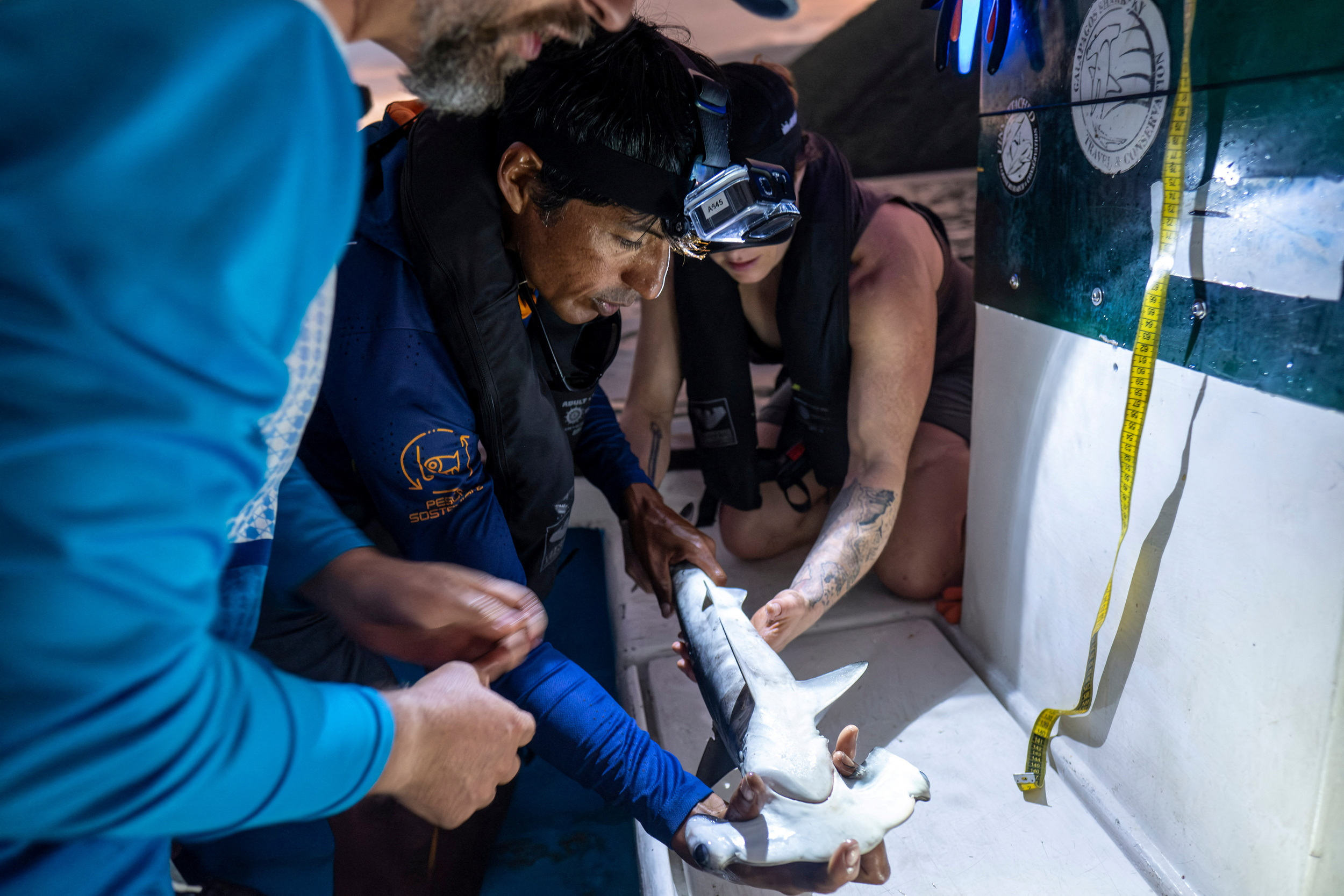 Scientists discover possible hammerhead shark nursery in Ecuador's Galapagos