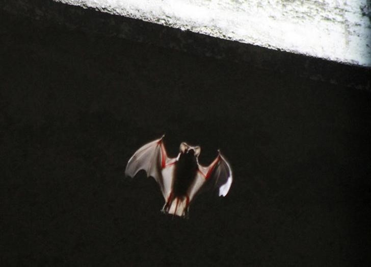 One of some 1.5 million bats emerges from below the Congress Street Bridge near downtown Austin