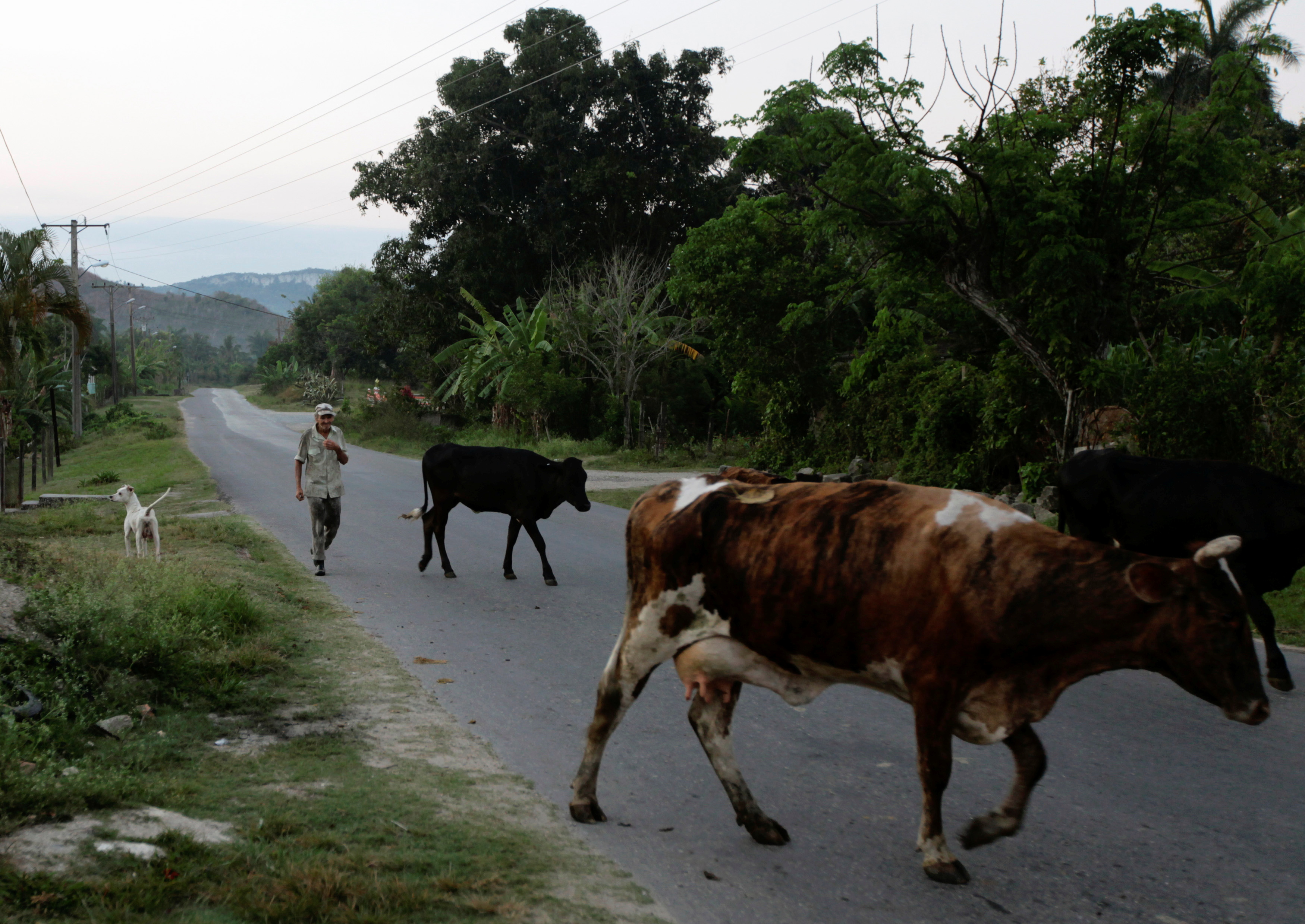 Cuban farmhand Castillo, nicknamed Lilly, takes the cows to a pasture on his neighbour's dairy farm in Aranguito