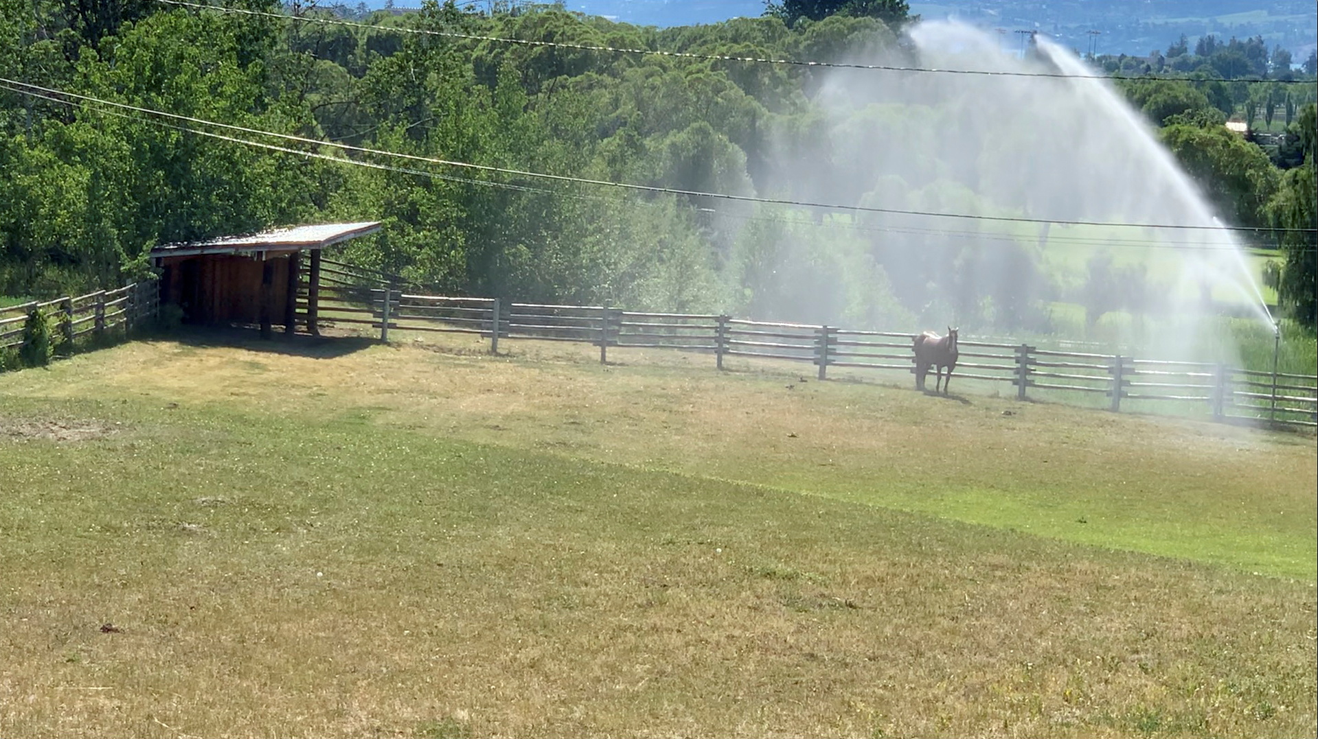 Sprinklers spray water on a horse amid a heatwave in Kelowna, British Columbia, Canada