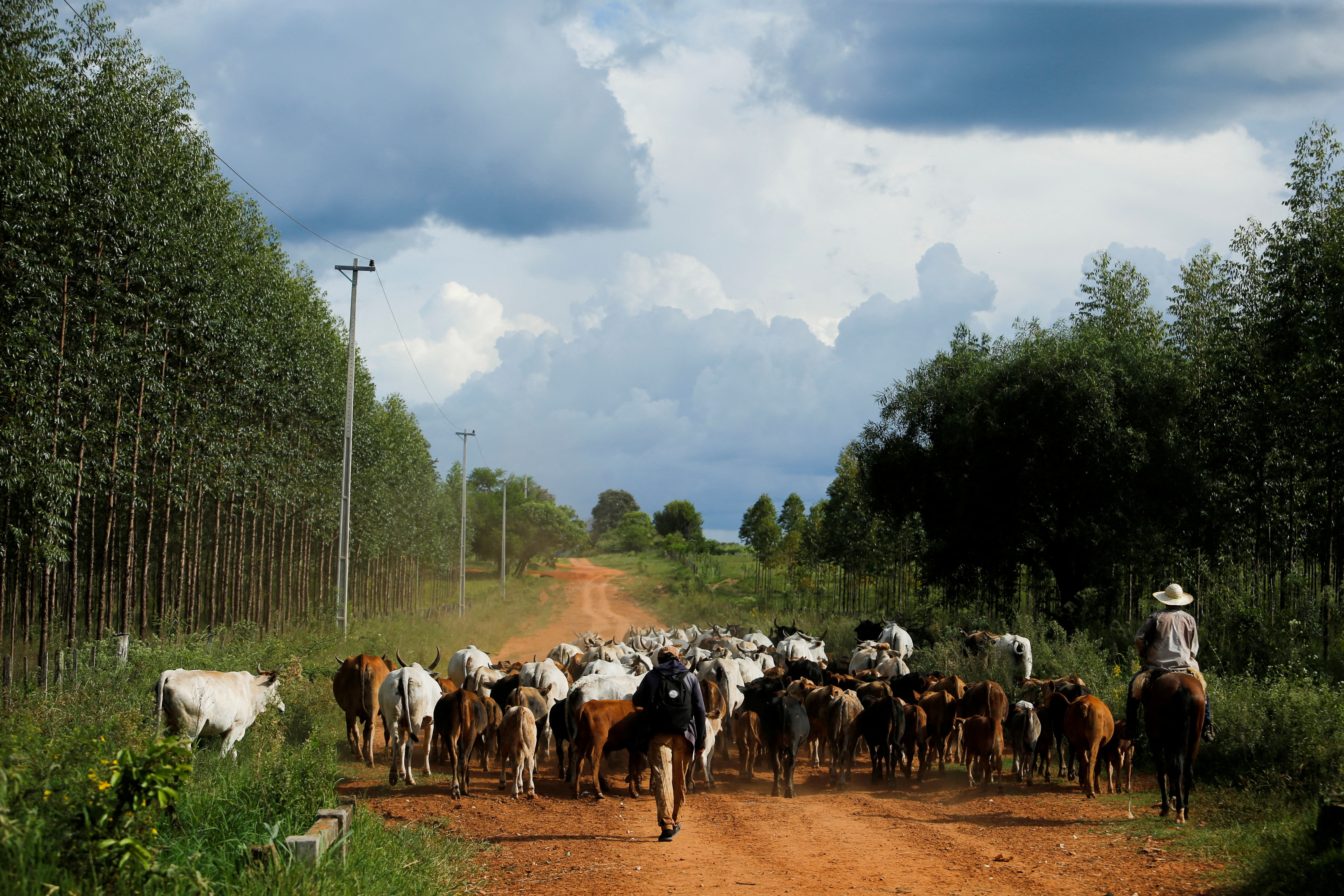 A cowboy herds cattle in Nueva Italia