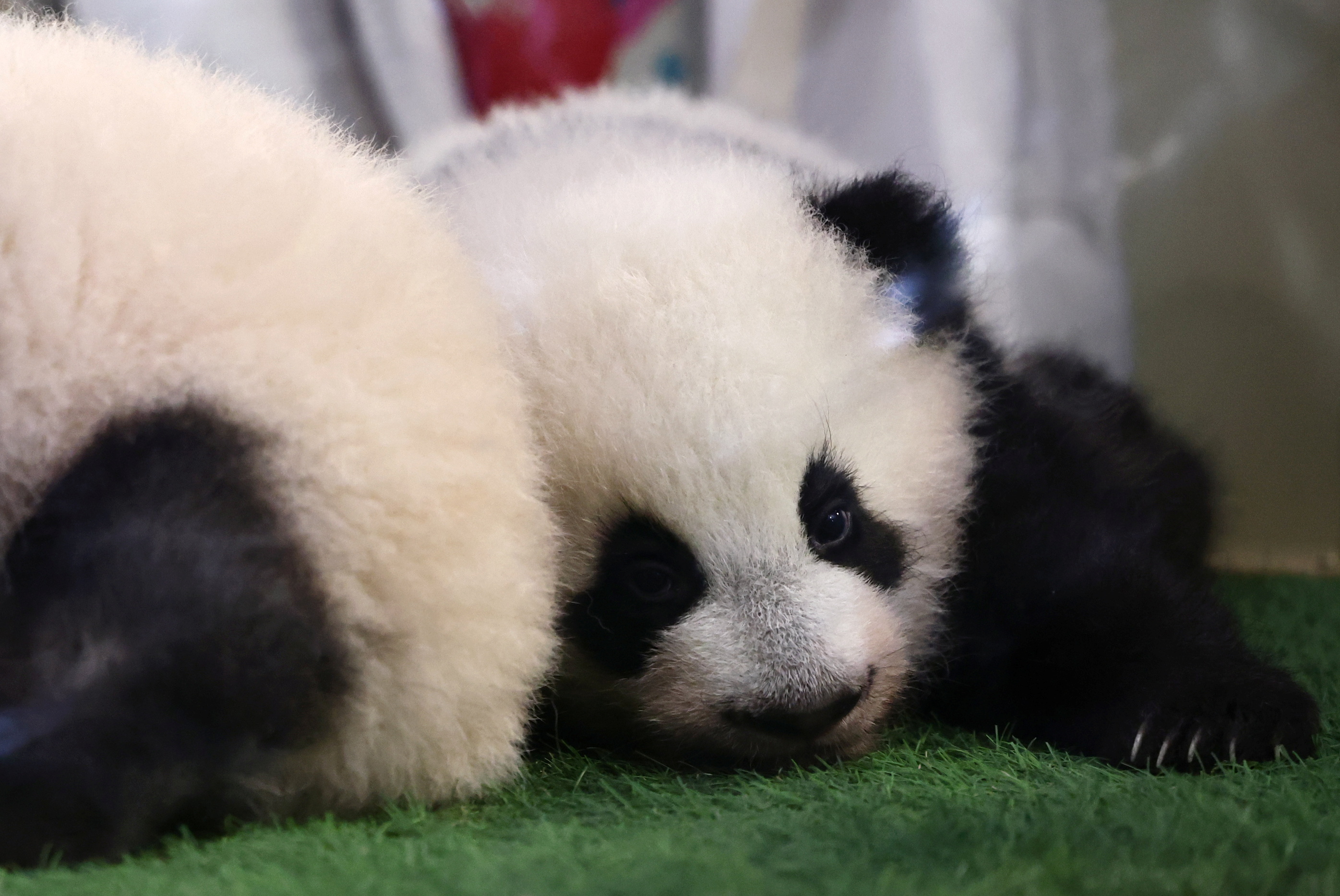 Naming ceremony of newborn twin baby pandas in France's Beauval Zoo