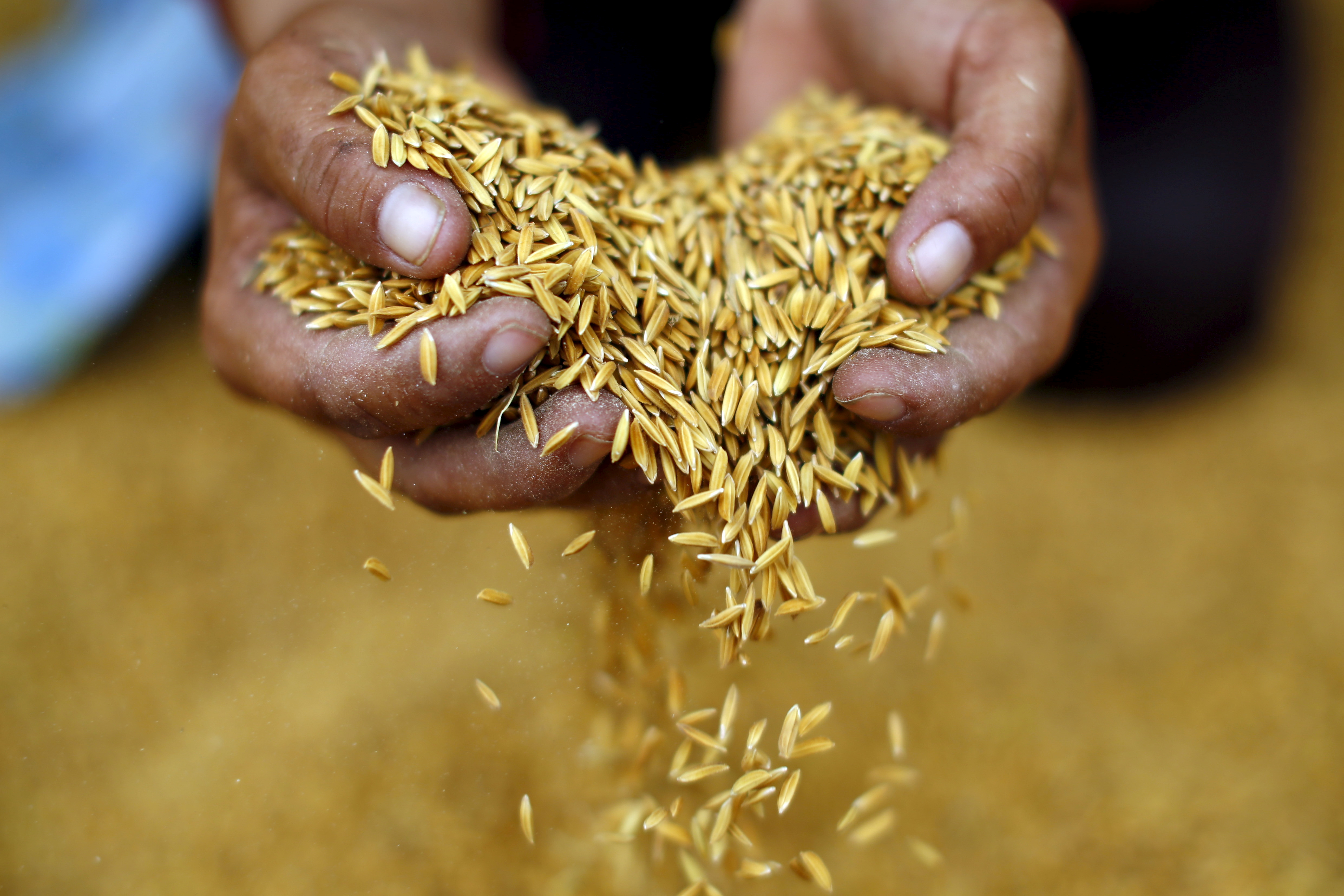 Traders hike rice prices as India orders export halt