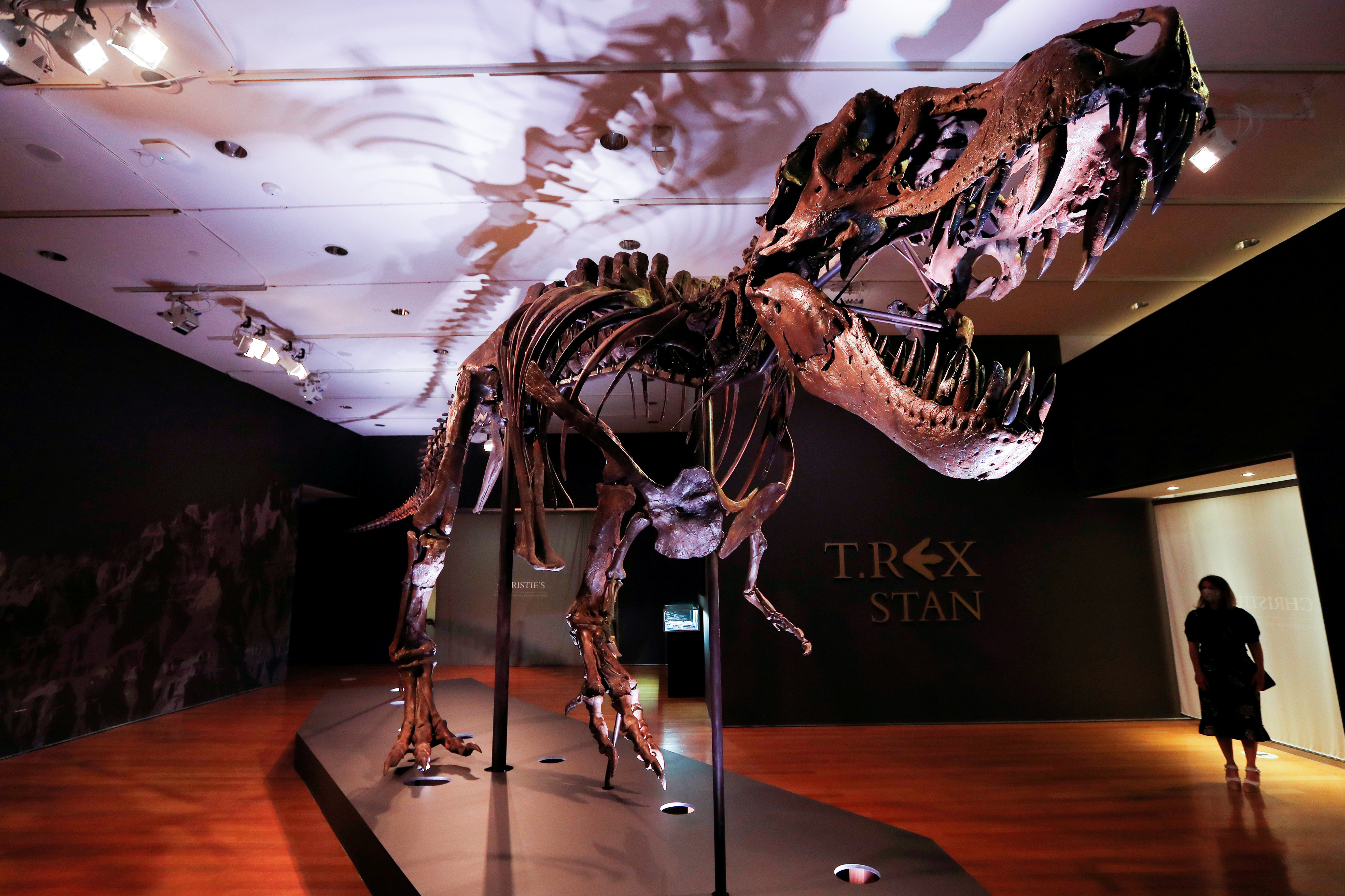 Tyrannosaurus Rex skeleton 