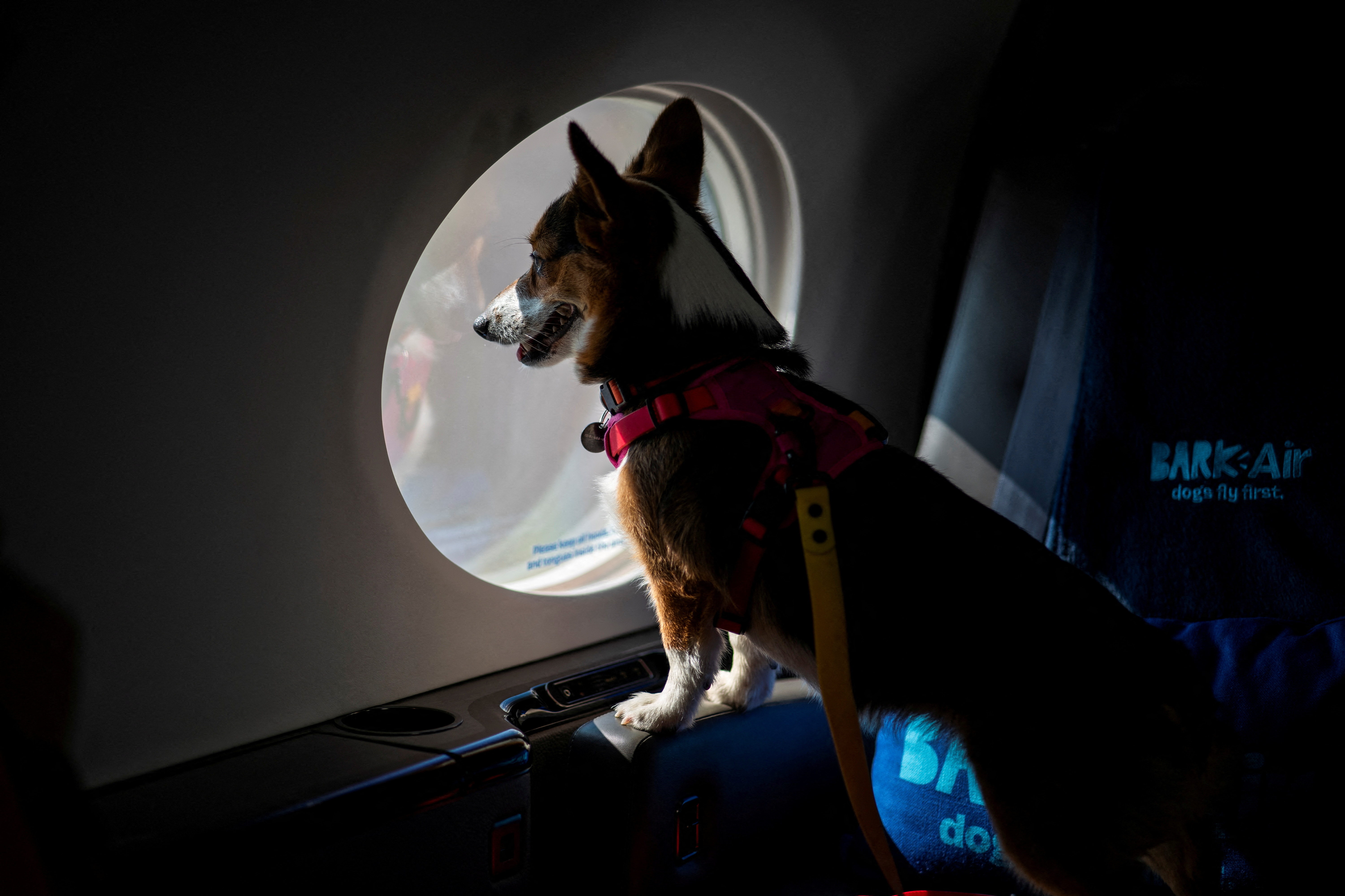 dogs airline travel