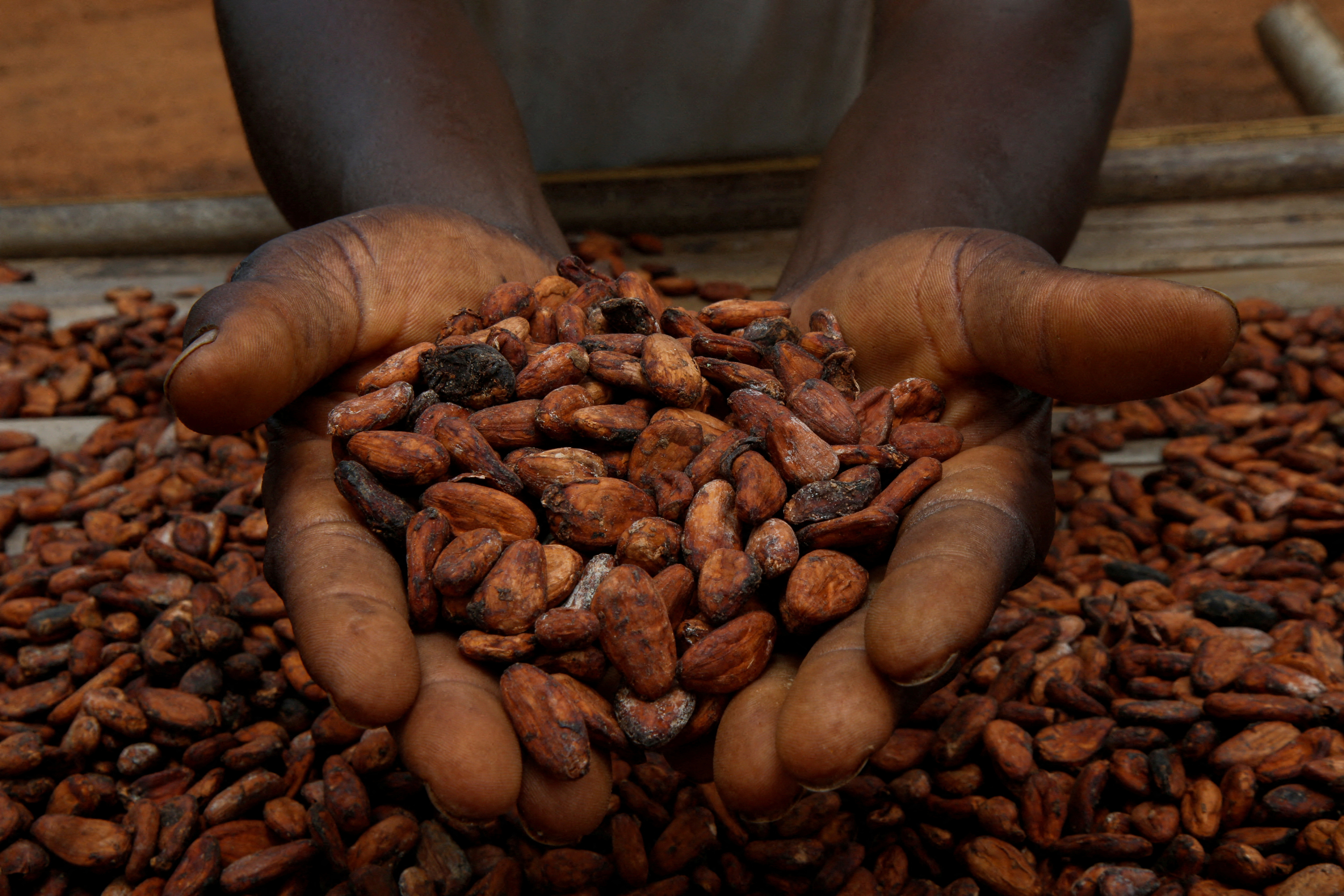 A farmers holds cocoa beans while he is drying them at a village in Sinfra, Ivory Coast