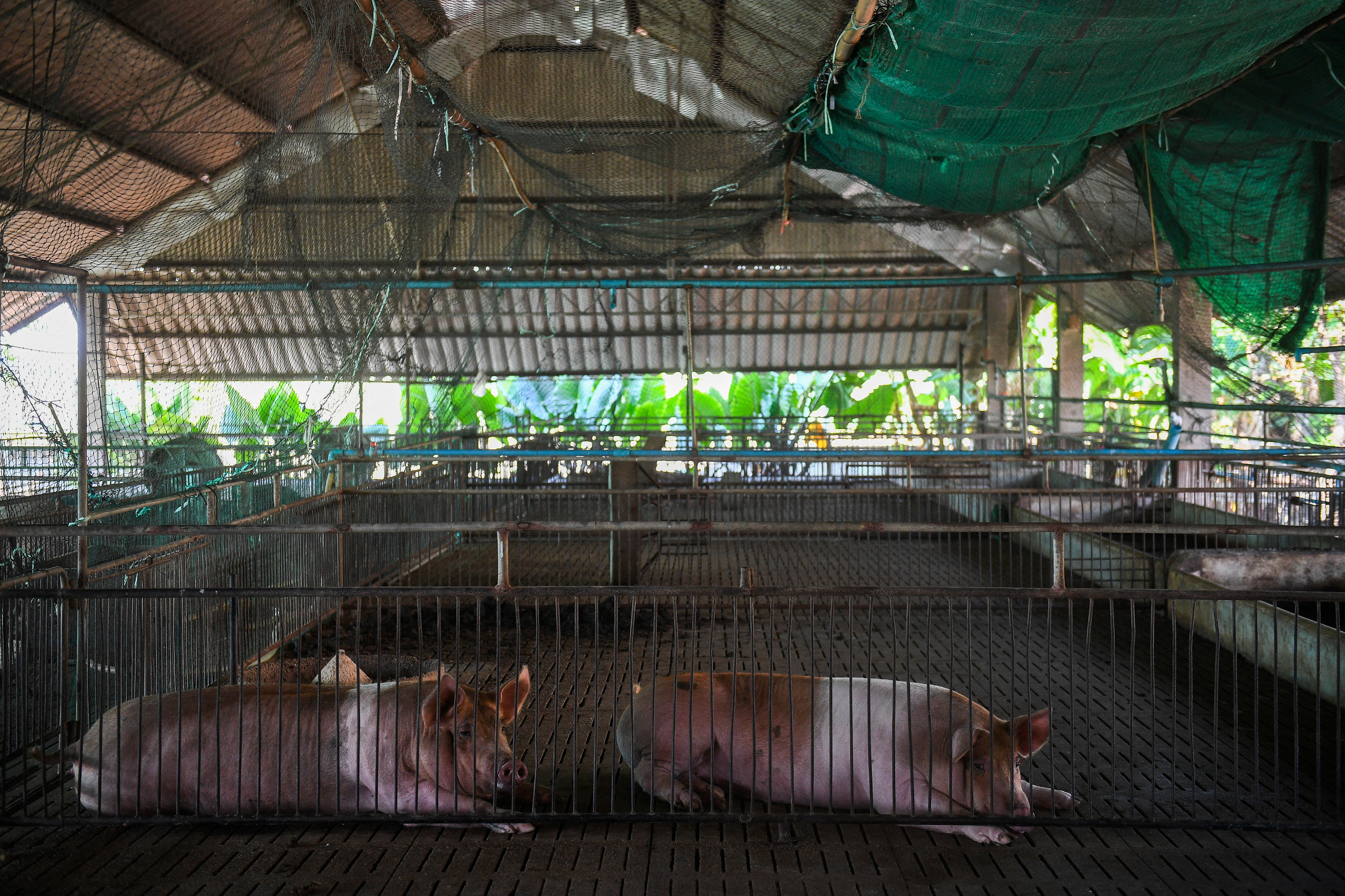 Thailand's pig farms ravaged by suspected African swine fever