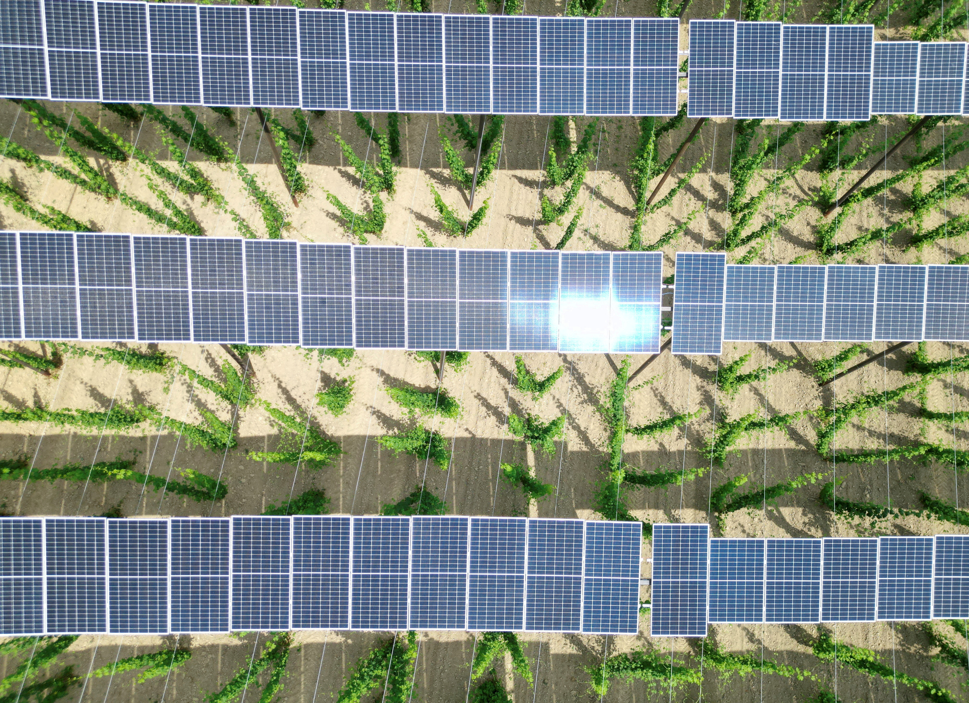 Solar panels are seen atop a hops plantation in the Bavarian Holledau region