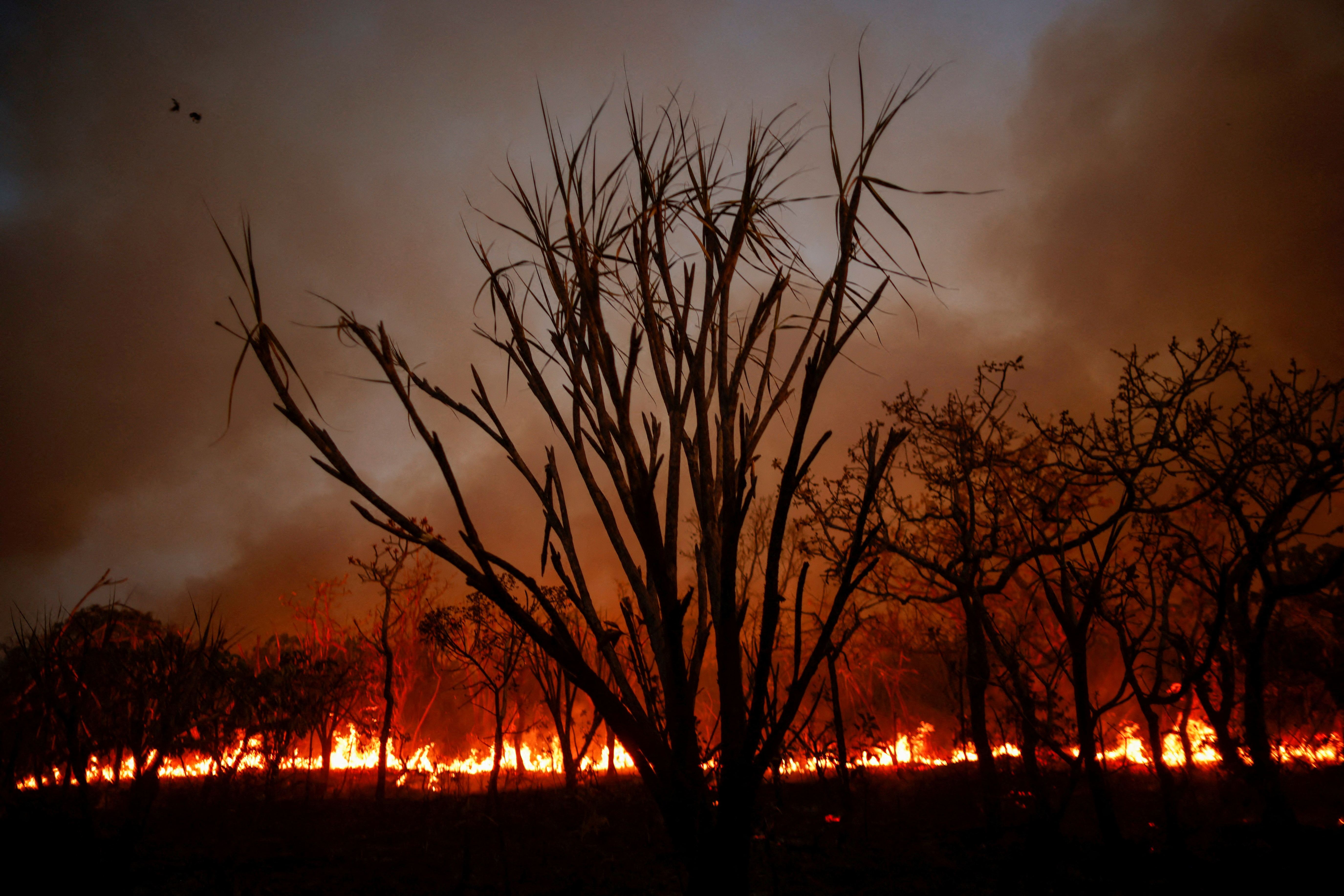 A view of the devastation caused by a forest fire in an area of Brasilia's National Forest, in Brasilia