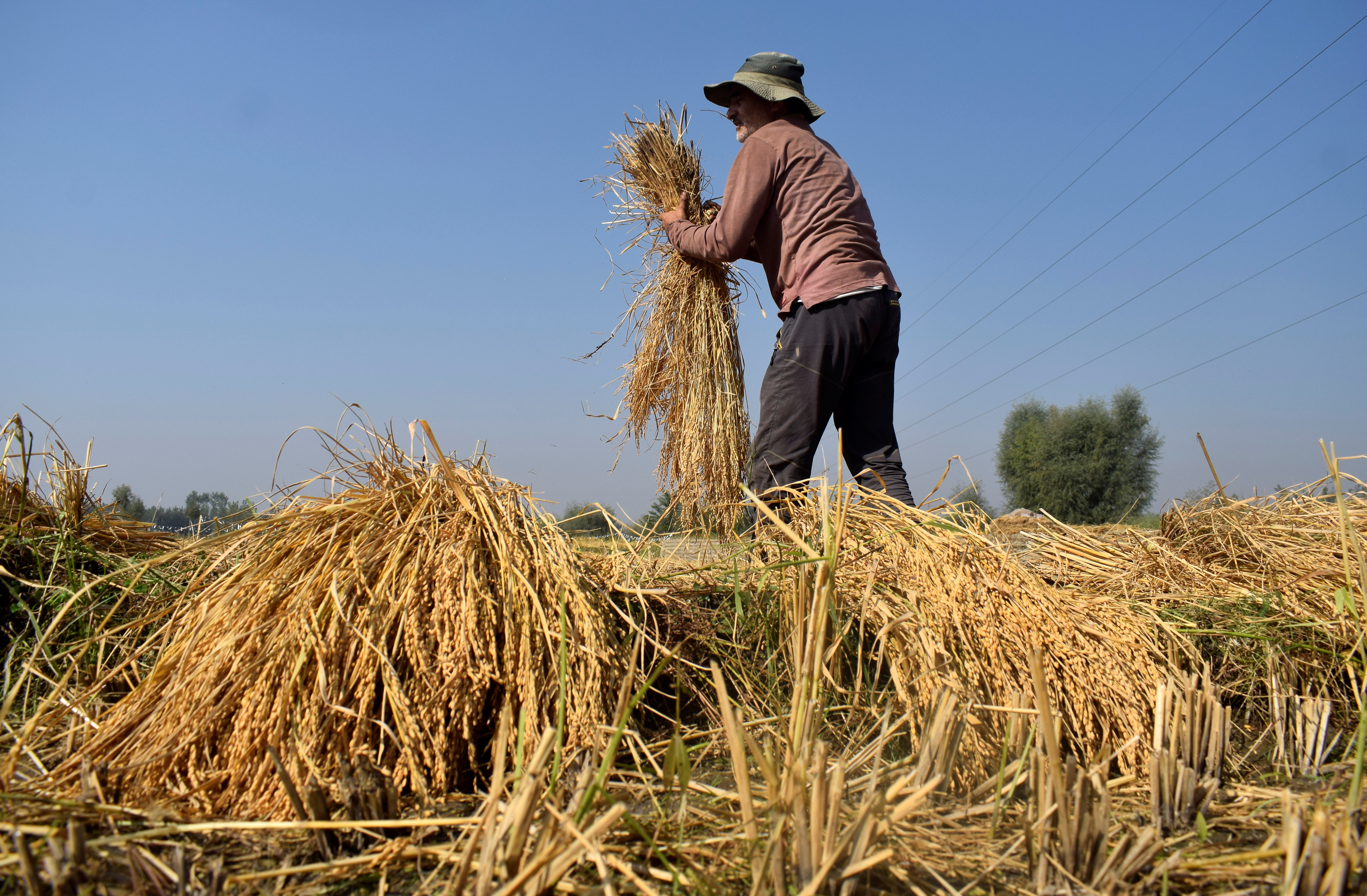 A Kashmiri farmer bundles his harvested paddy crops on the outskirts of Srinagar
