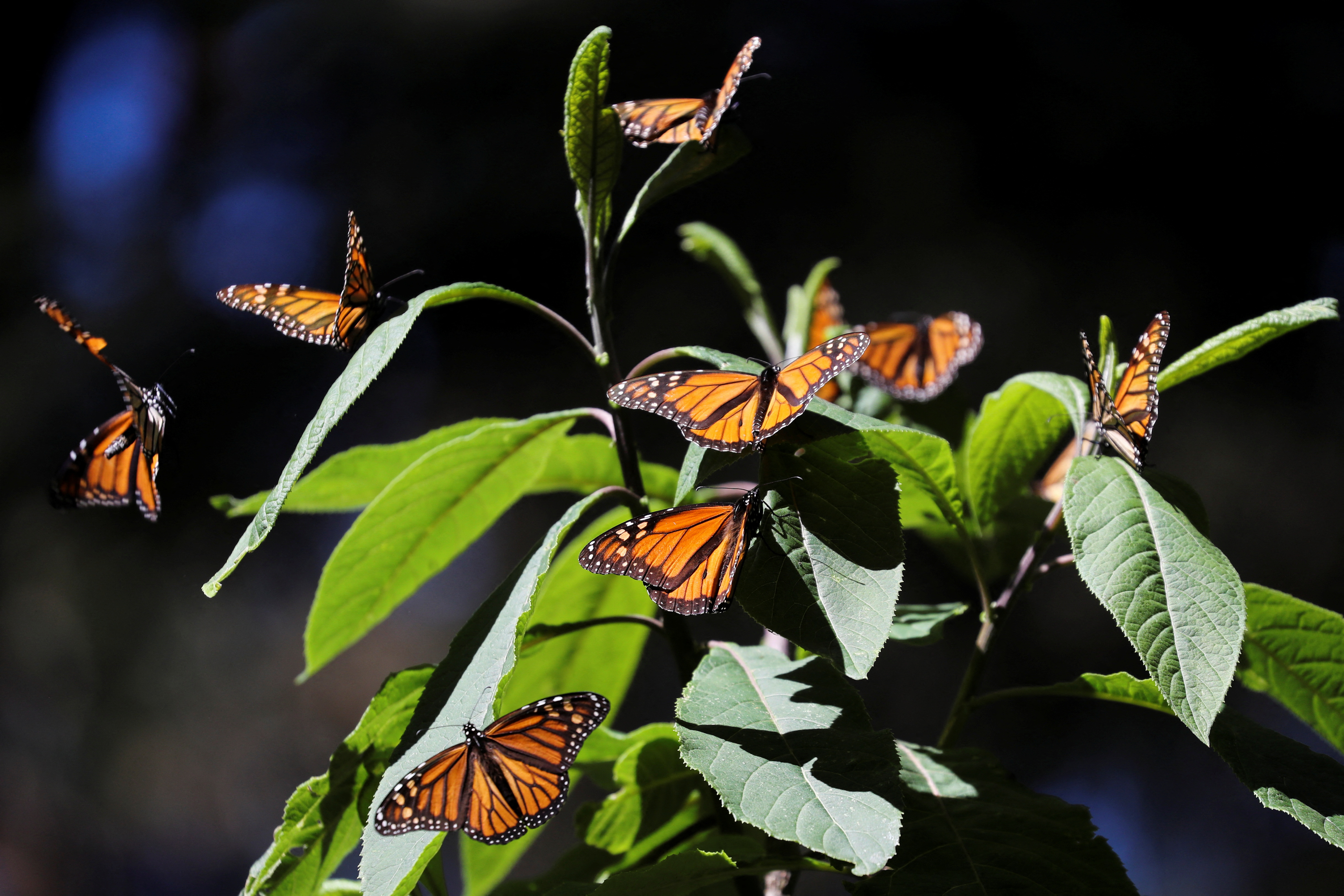 The Monarch Butterfly Beats Extinction in Triumphant California