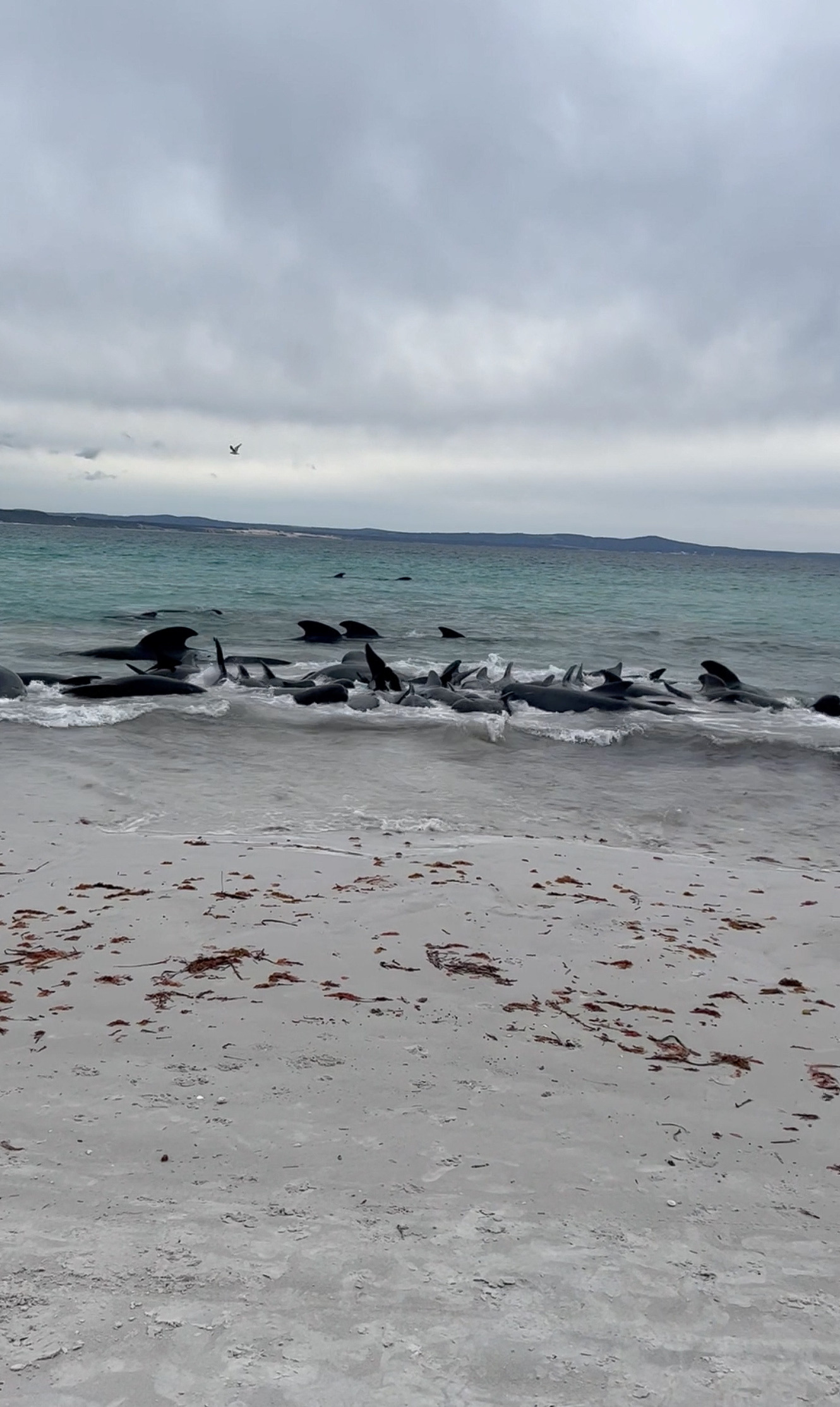 Pilot Whales Stranded On Australian Beach, More Than 50 Dead