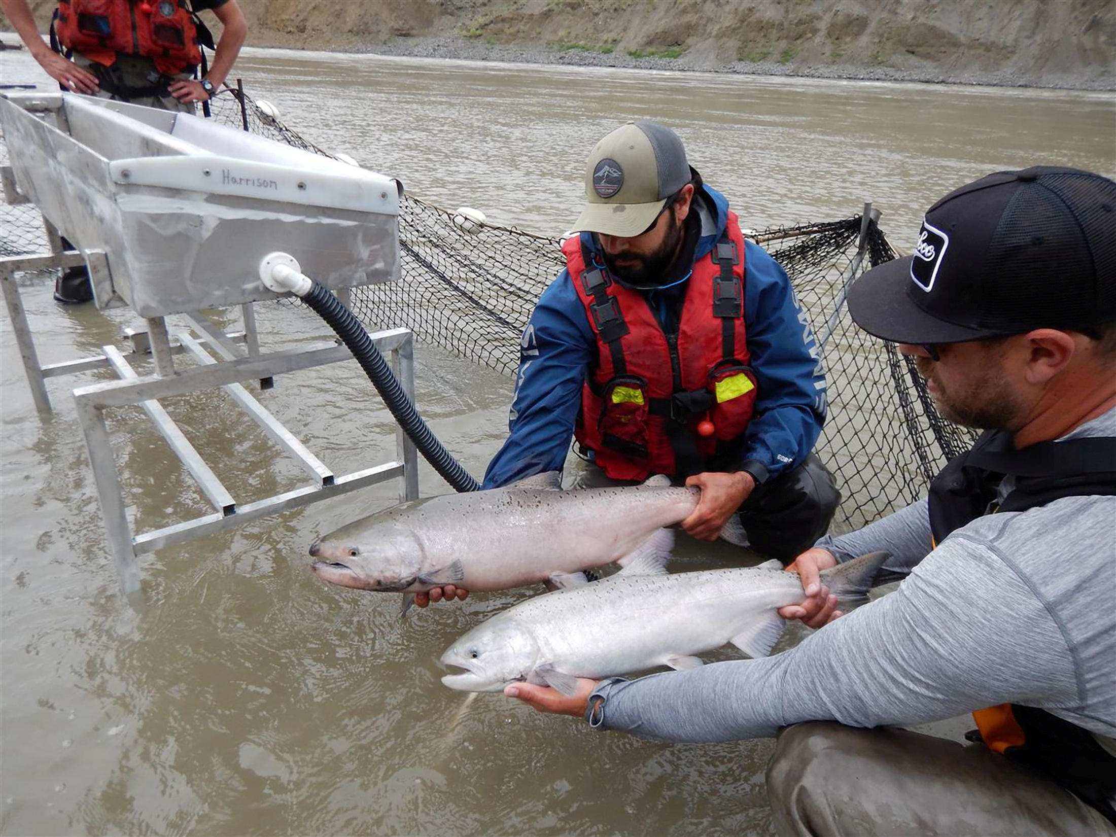 Migrating salmon are held during a tagging operation near the Big Bar landslide