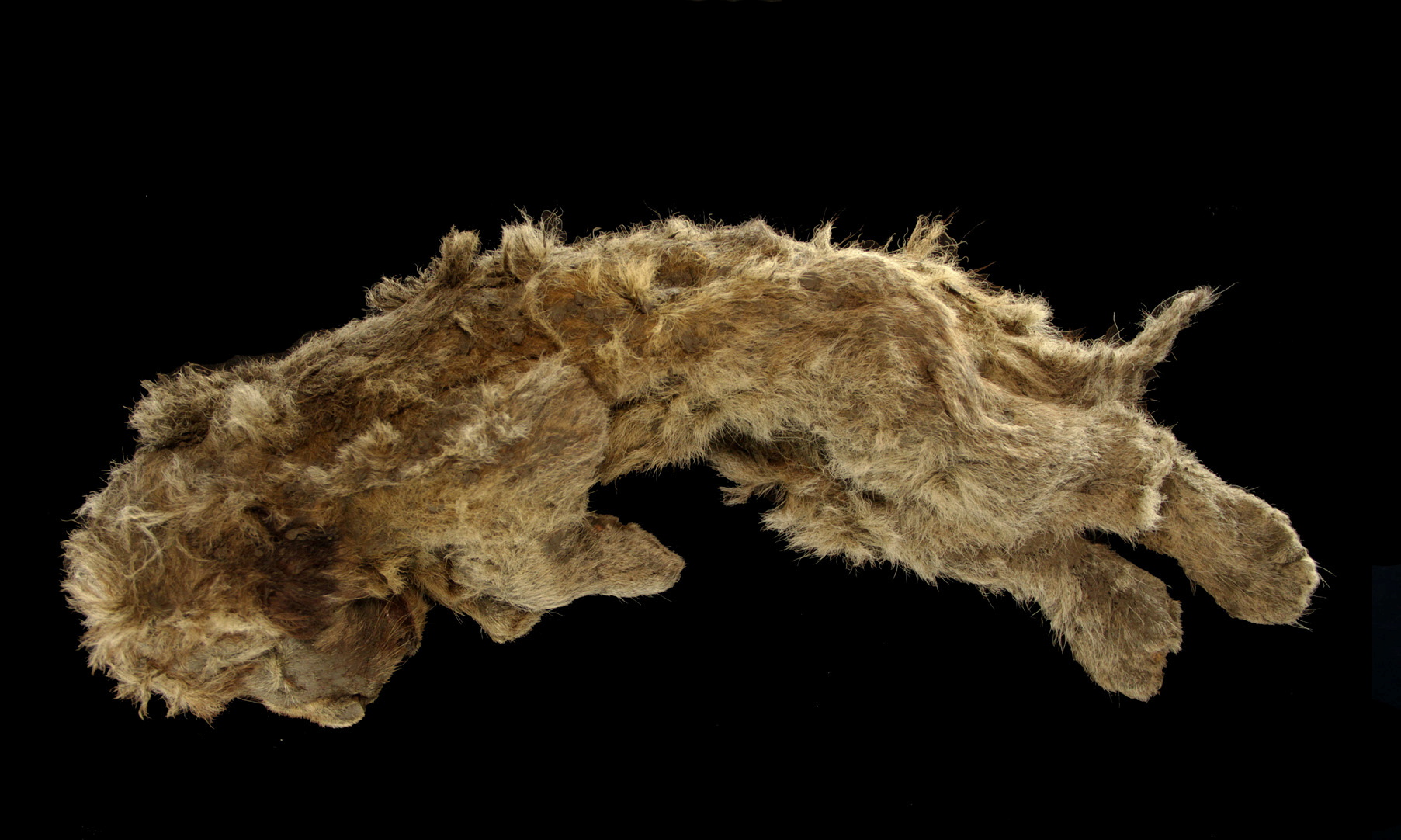 A cave lion cub, which was found preserved in Siberia's permafrost, is seen in Yakutsk