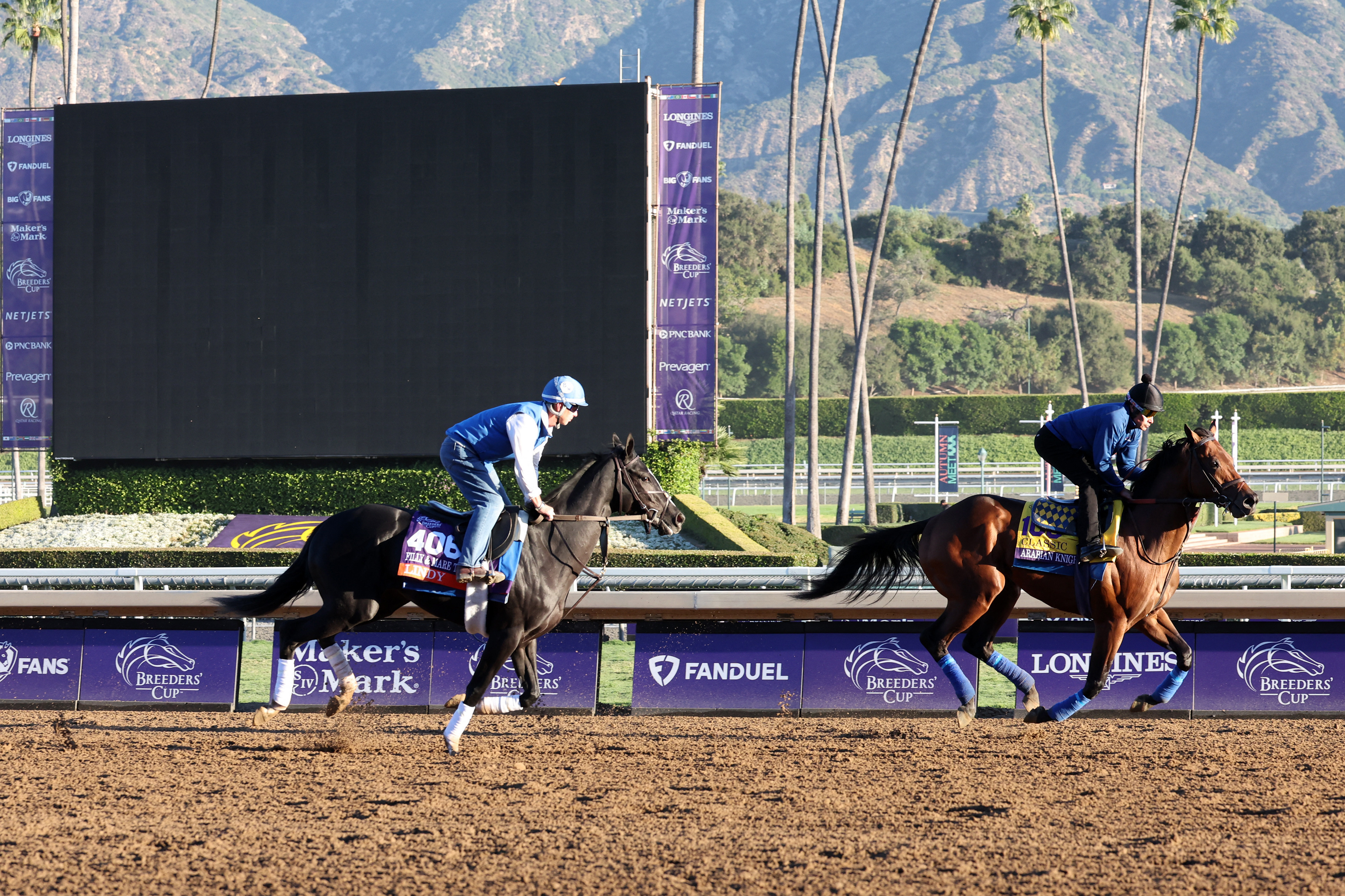 Horse racing Baffert s Arabian Knight Breeders Cup favorite after