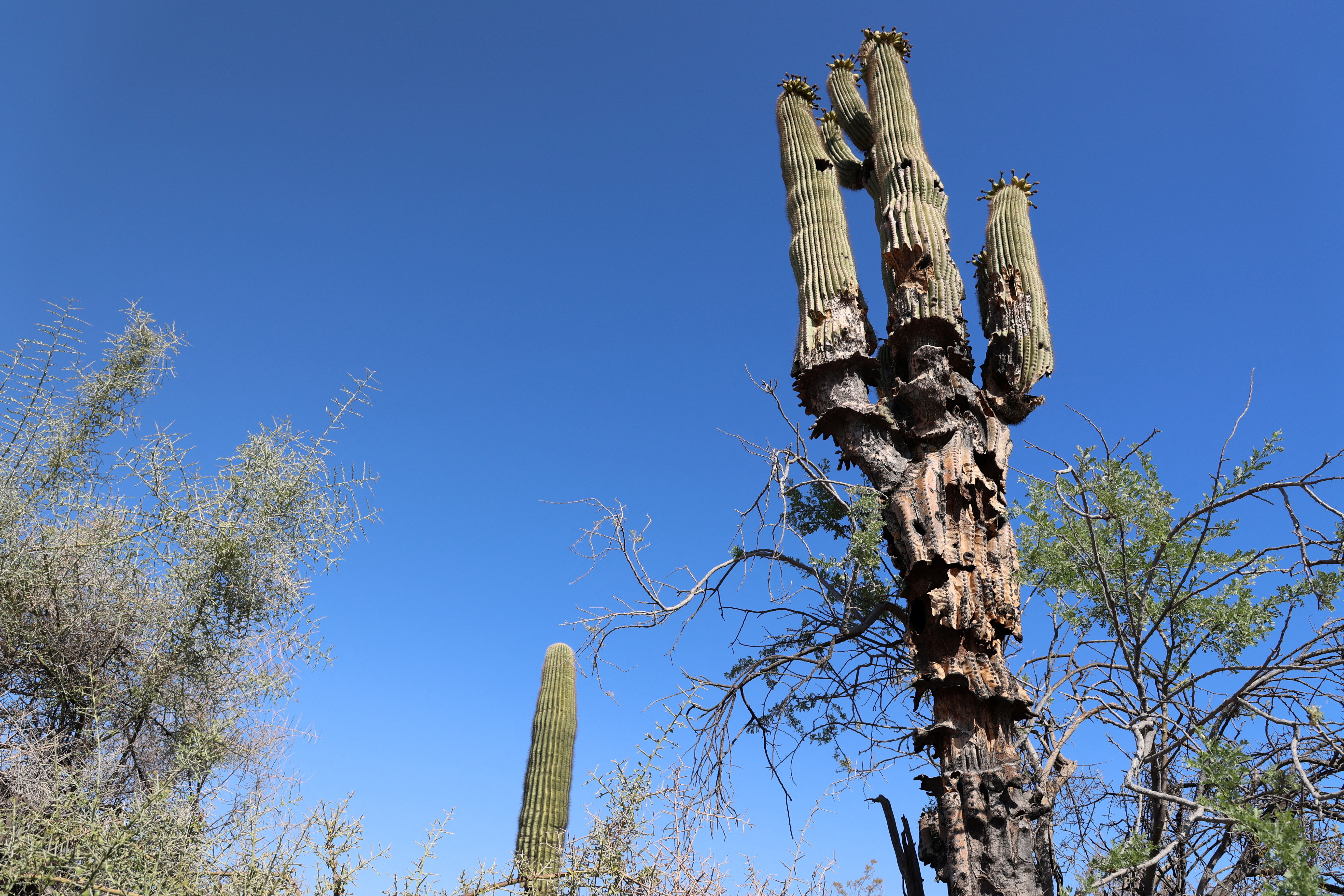 Saguaro cacti collapsing in Arizona extreme heat, scientist says | Reuters