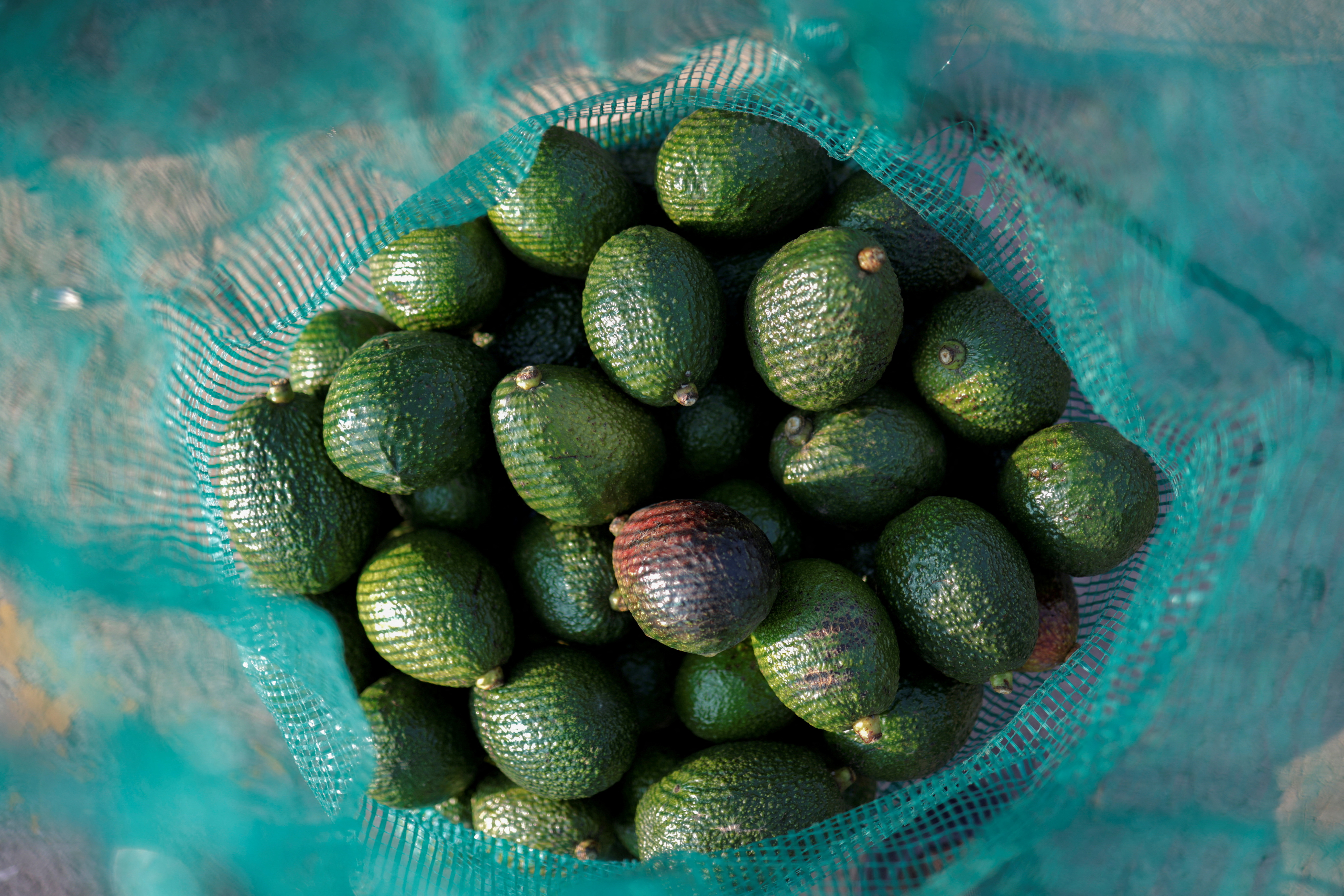 Spain's Failing Avocado Harvest Is a Warning for the Rest of the World's  Supply